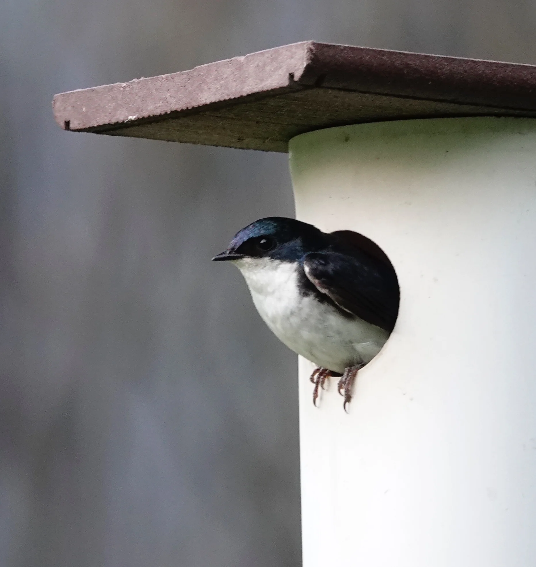 This Tree Swallow is remarkably well-behaved. It hasn’t swallowed a single tree in my yard.