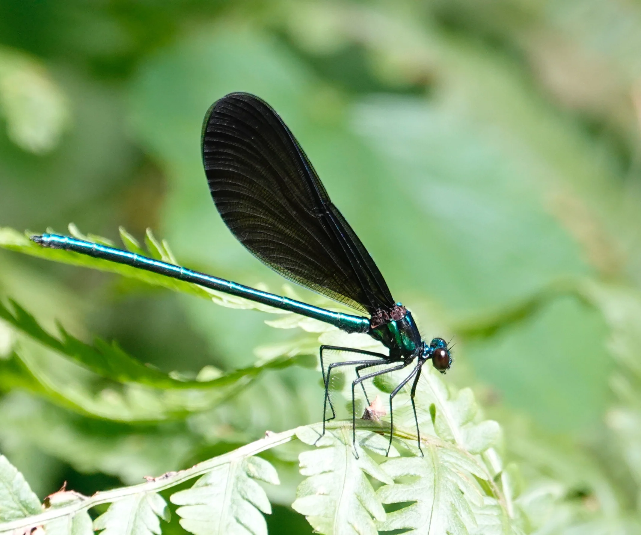 The Ebony Jewelwing is a damselfly of incredible beauty.