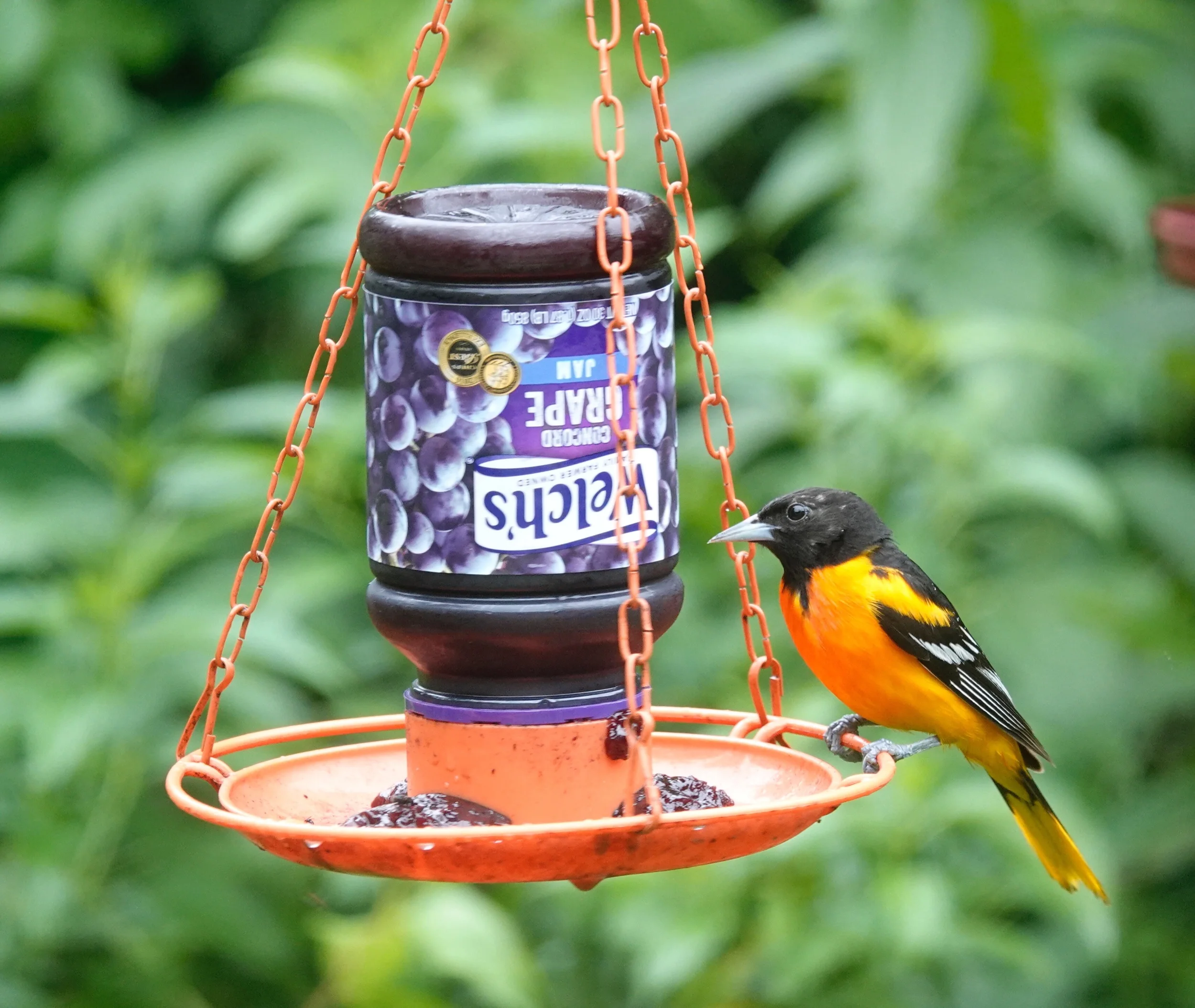 An oriole reads the label before eating grape jelly.