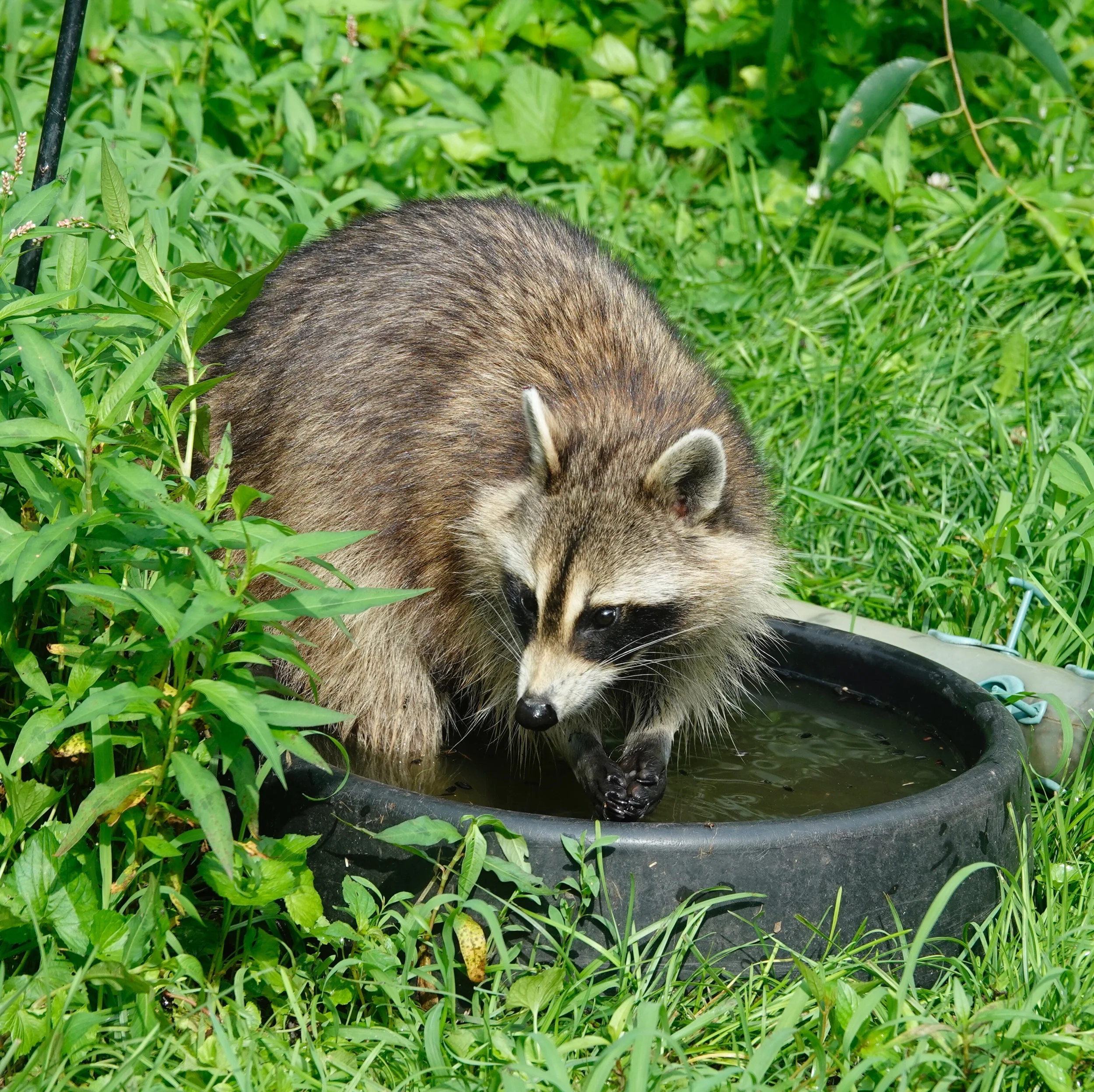 It was too hot to be in the hot tub.