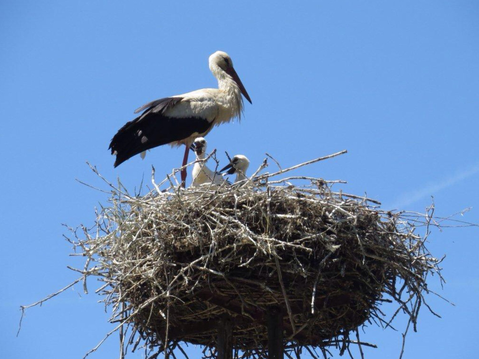 This white stork in Hungary delivered its own babies.