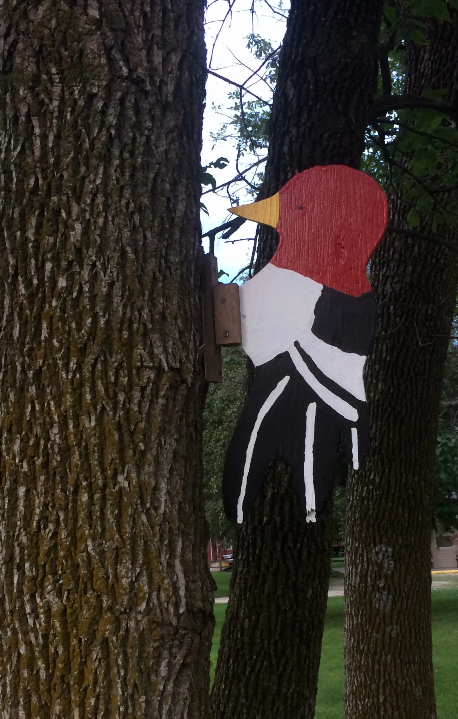 Letting Red-headed Woodpeckers know they are welcome.