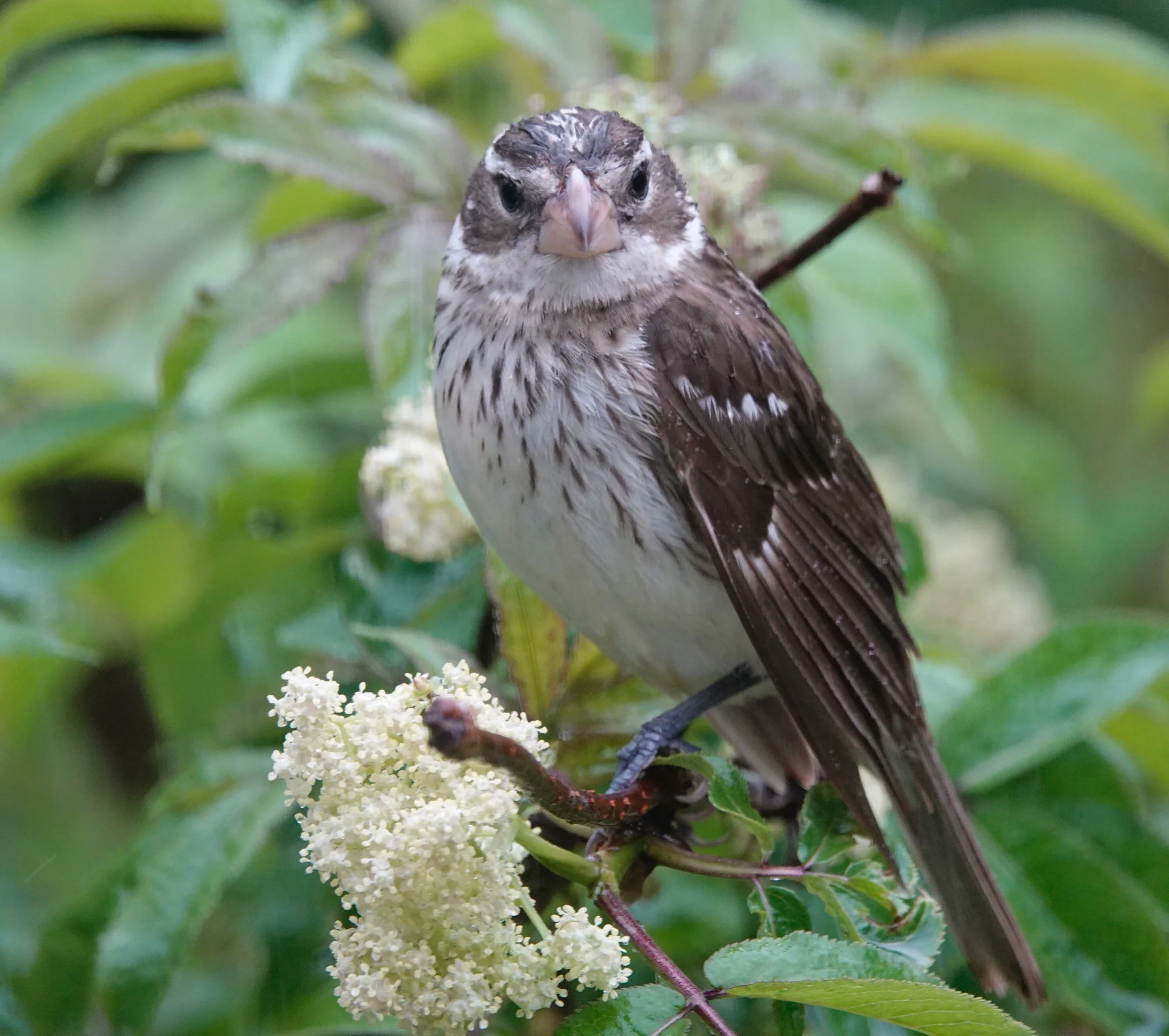 Is a group of rose-breasted grosbeaks known as a gross?