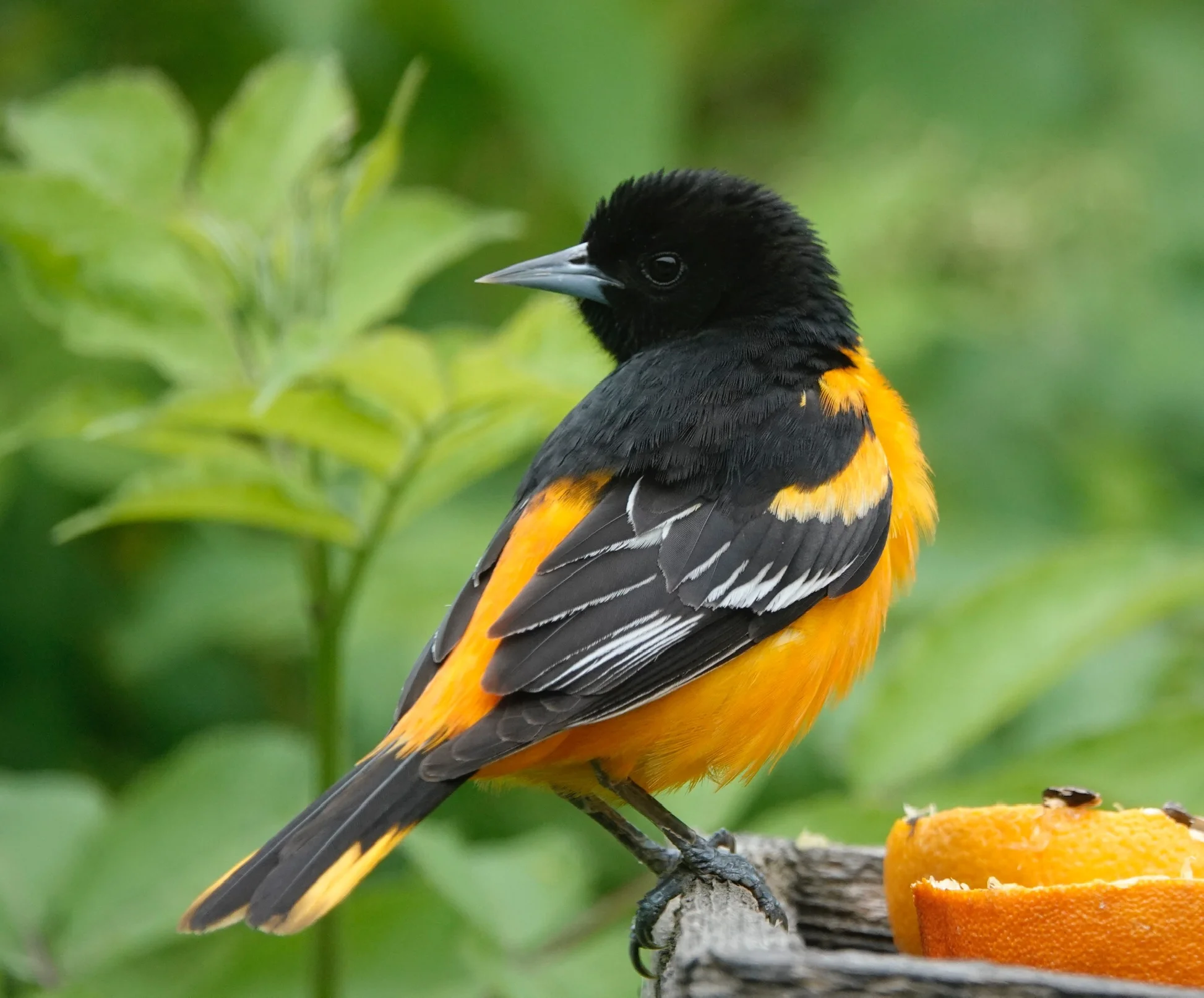 The Baltimore oriole shares the heraldic colors of the coat of arms of Lord Baltimore. Al Batt/Albert Lea Tribune