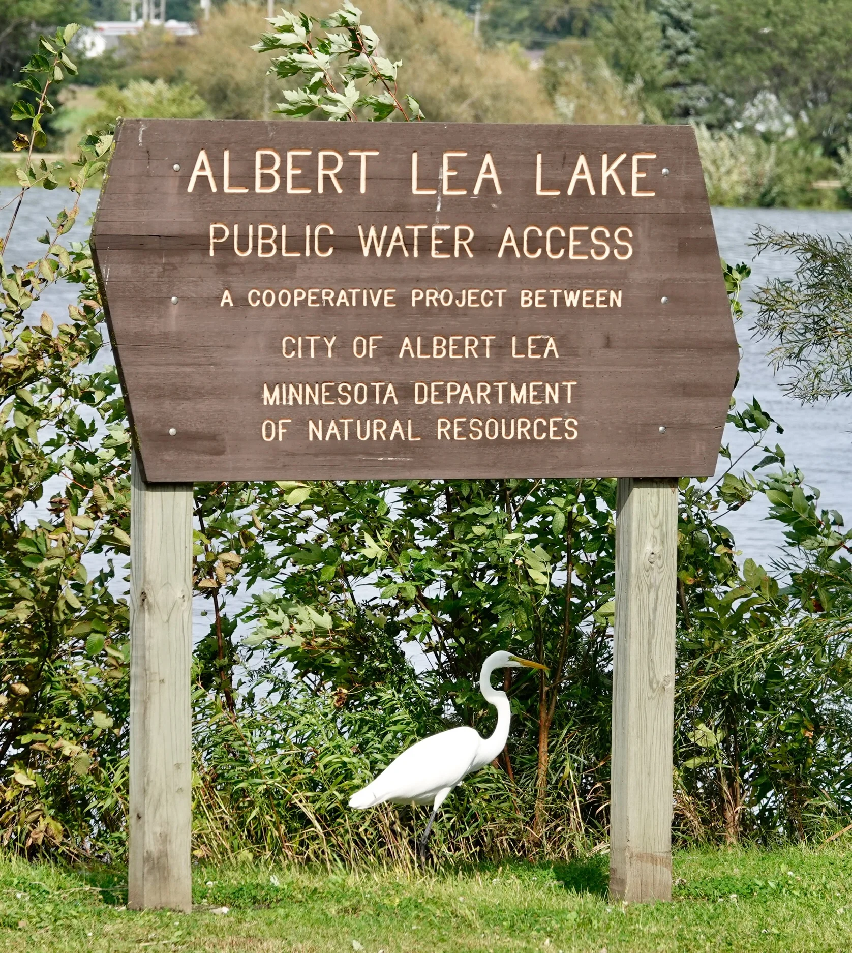 Proper posing by a Great Egret.