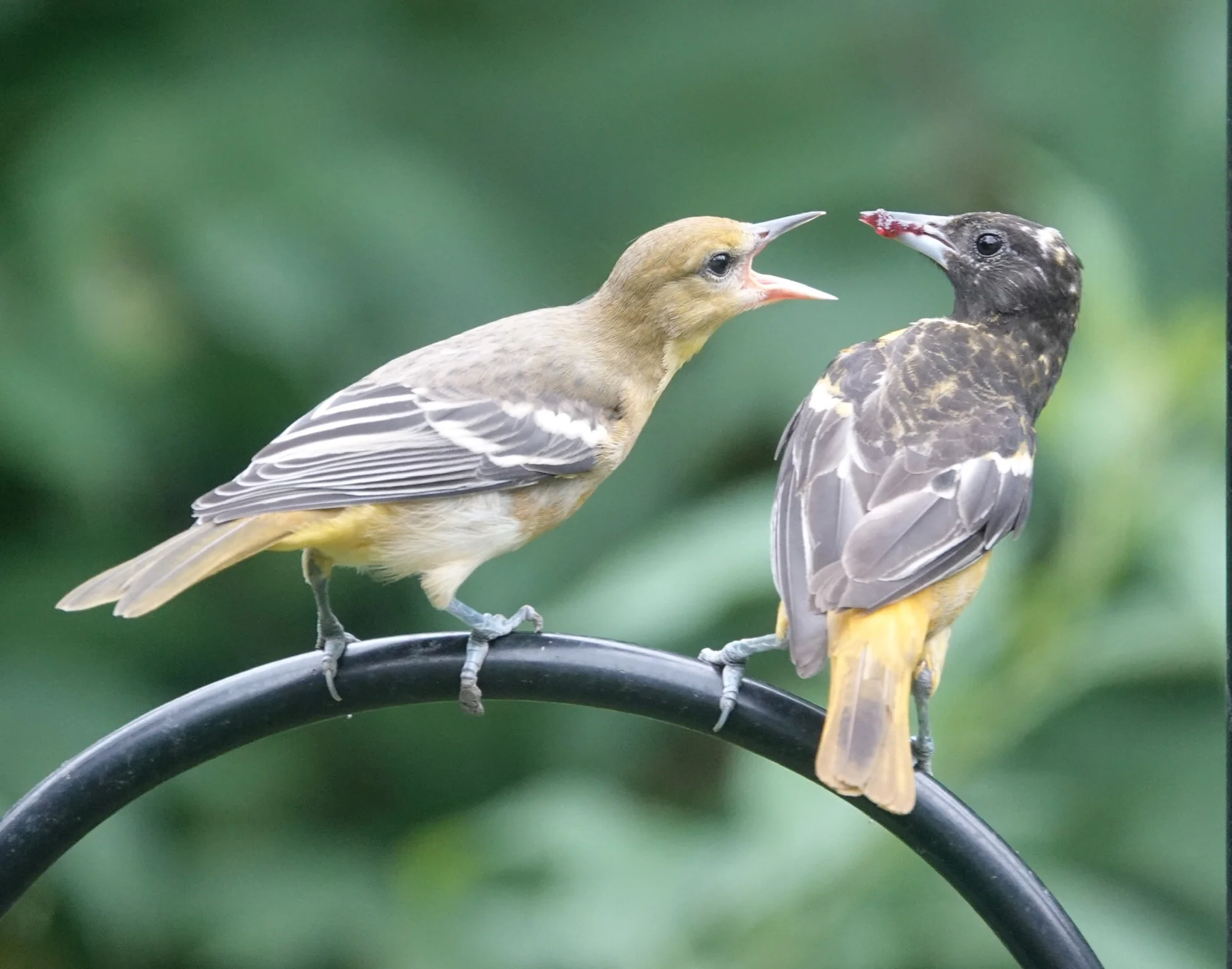 A young Baltimore Oriole discovers a jam mine.