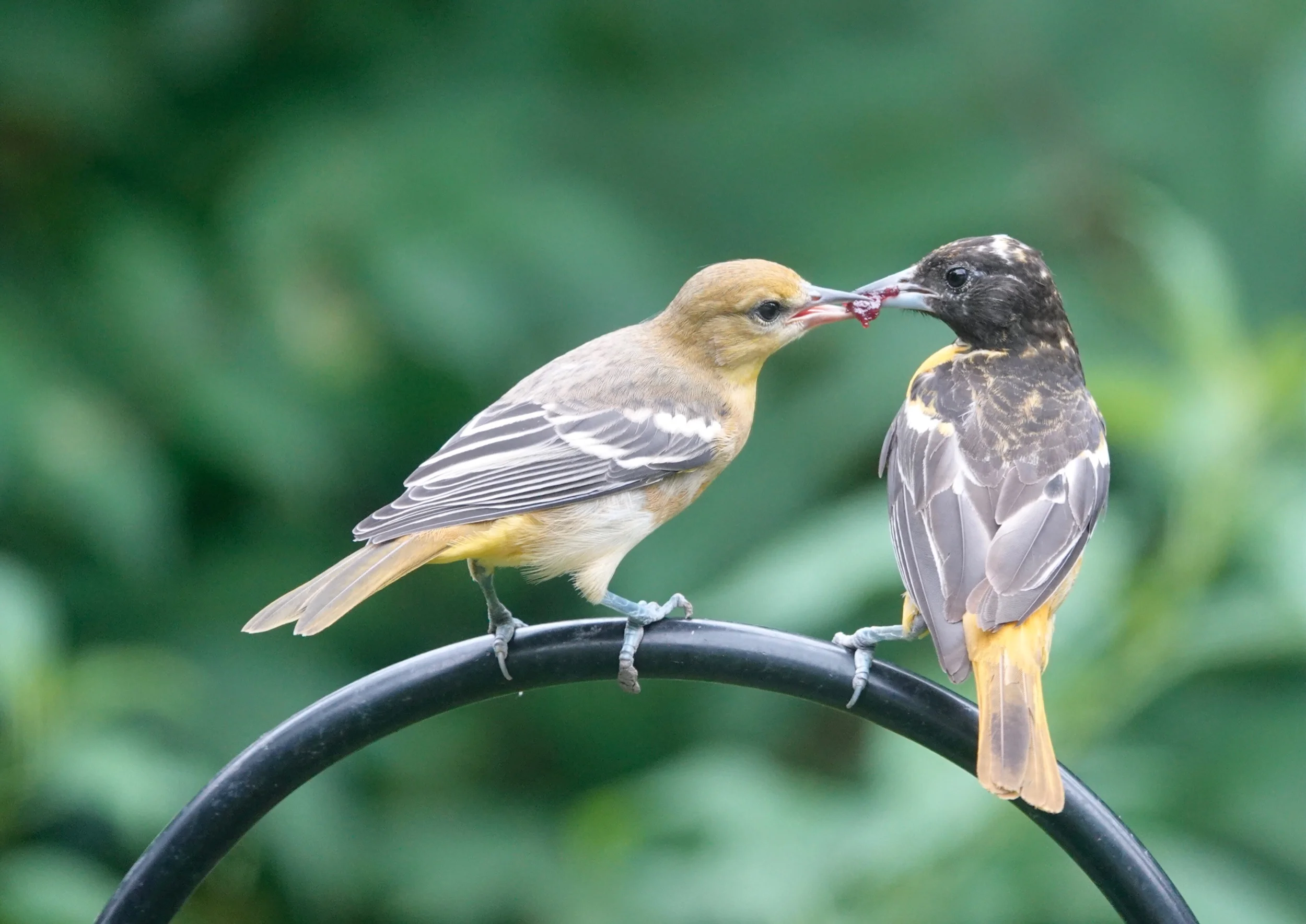 A young Baltimore Oriole discovers a jam mine.