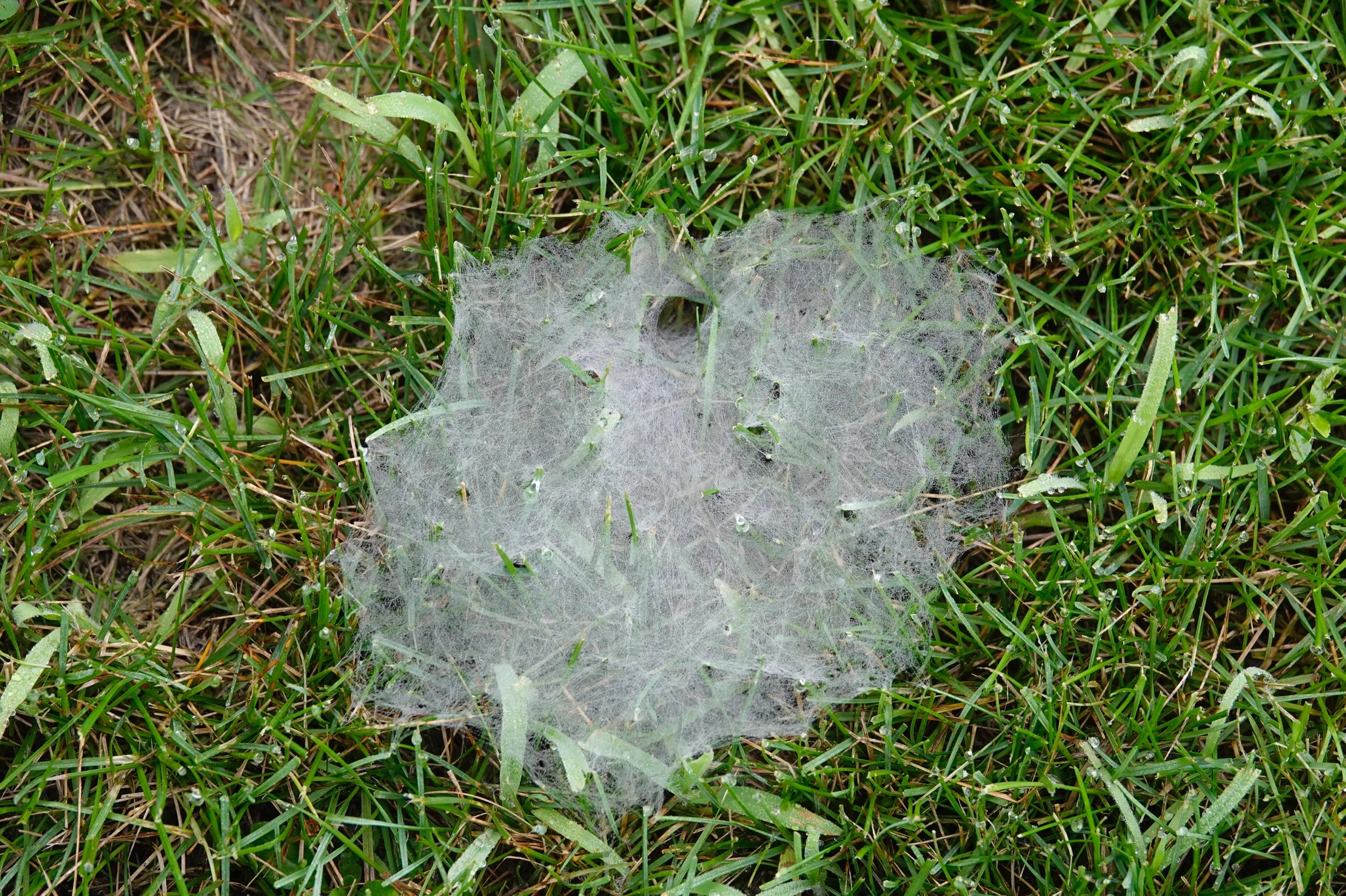 The lawn is happy hunting grounds for grass spiders.