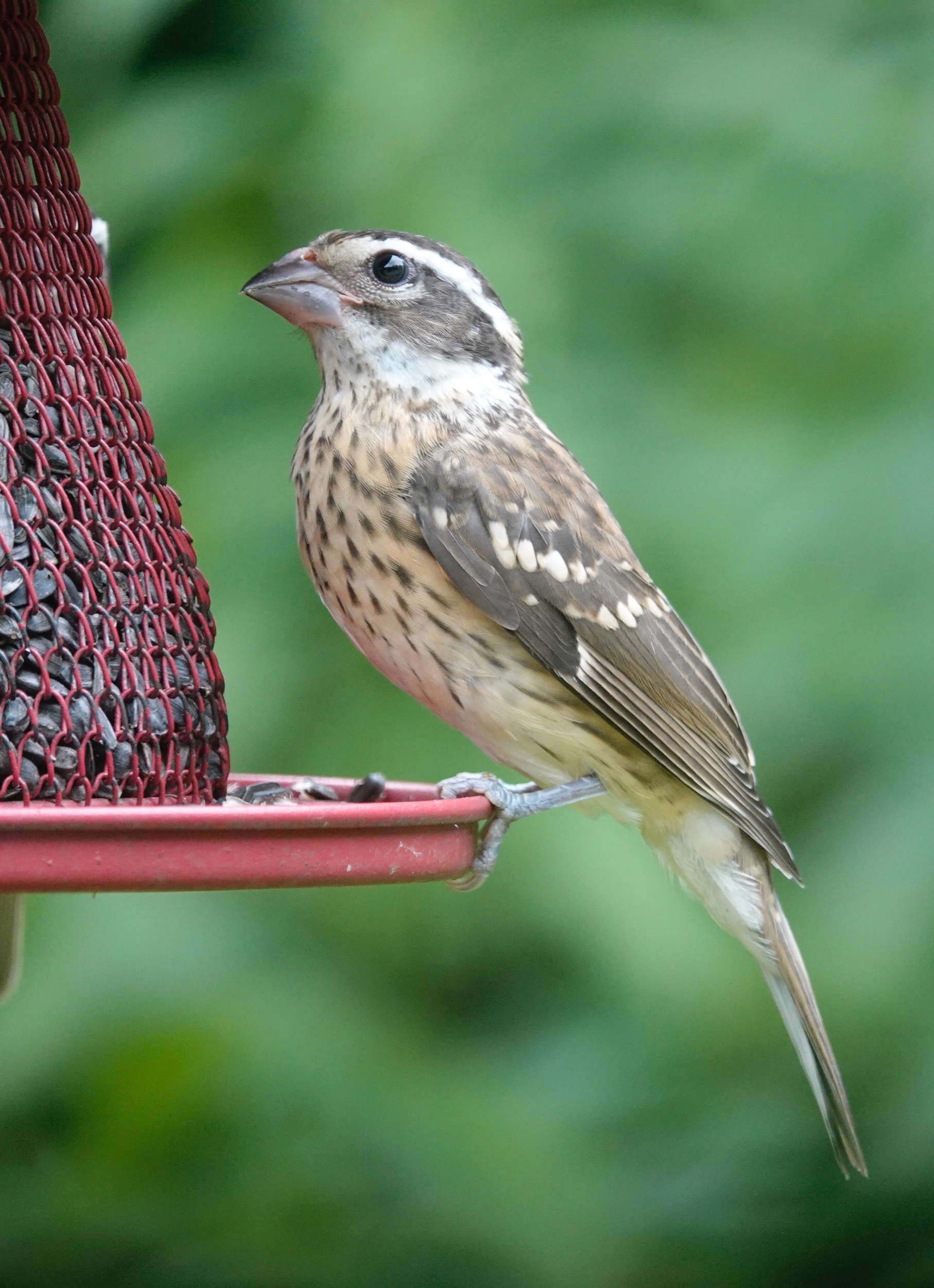 A female Rose-breasted Grosbeak is a striking bird. Both male and female of this species are lovely singers.