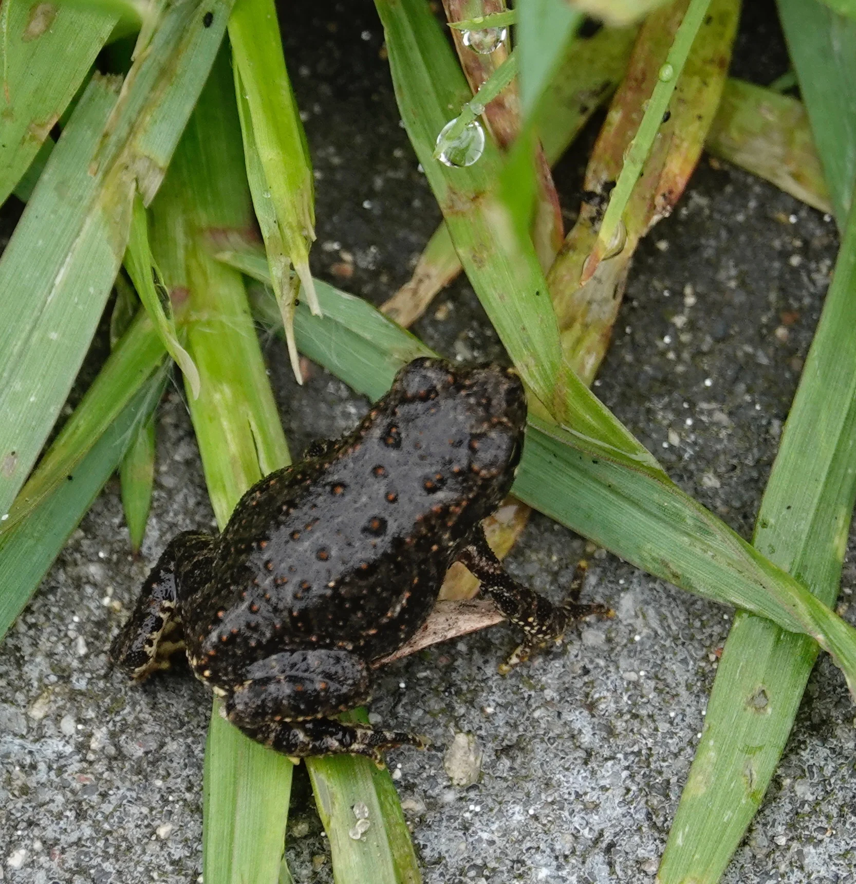 I’m hoping this baby American Toad grows up to be a prodigious eater of slugs.