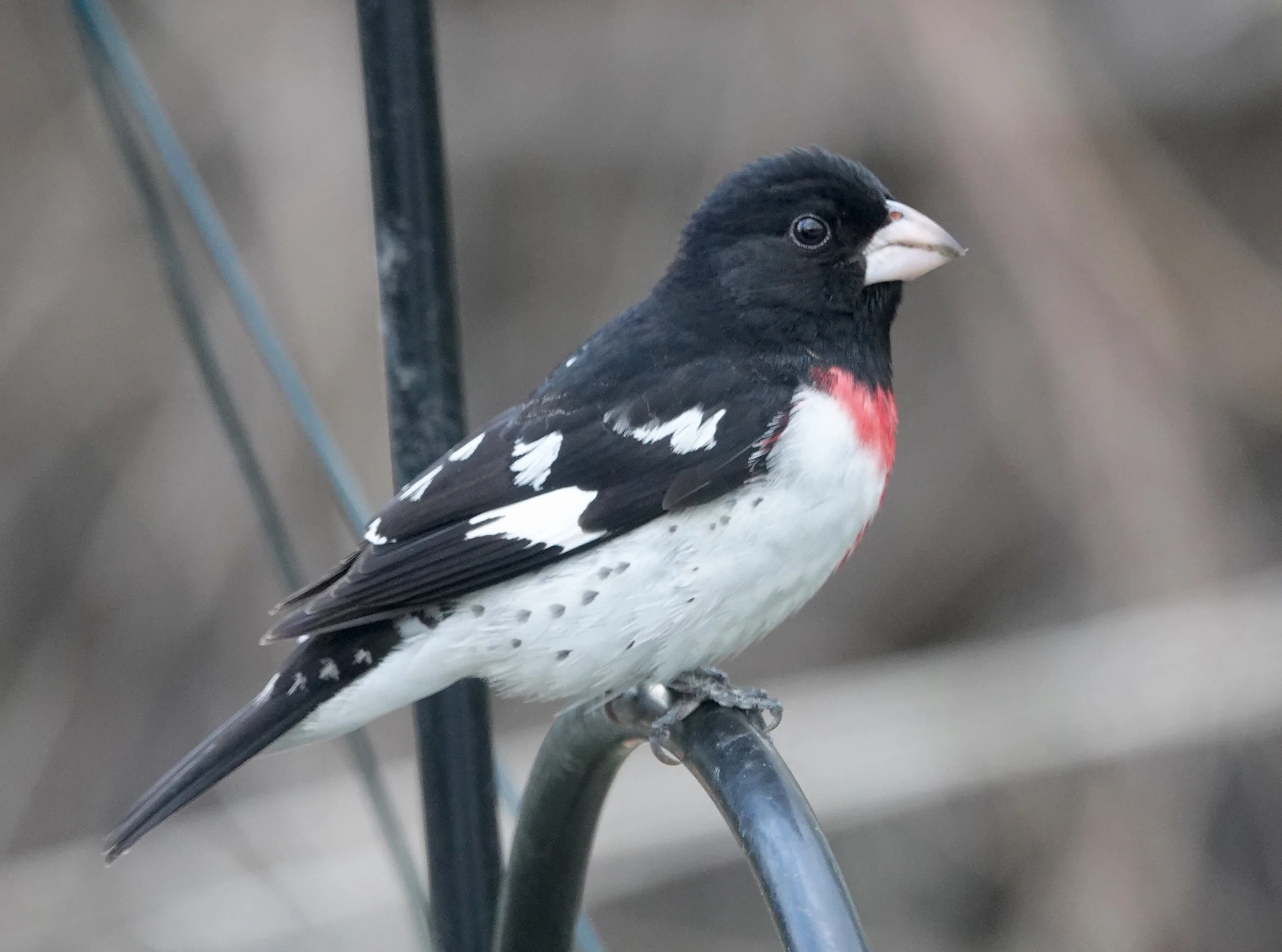 A Rose-breasted Grosbeak male has the magic to turn a normal person into a birder.