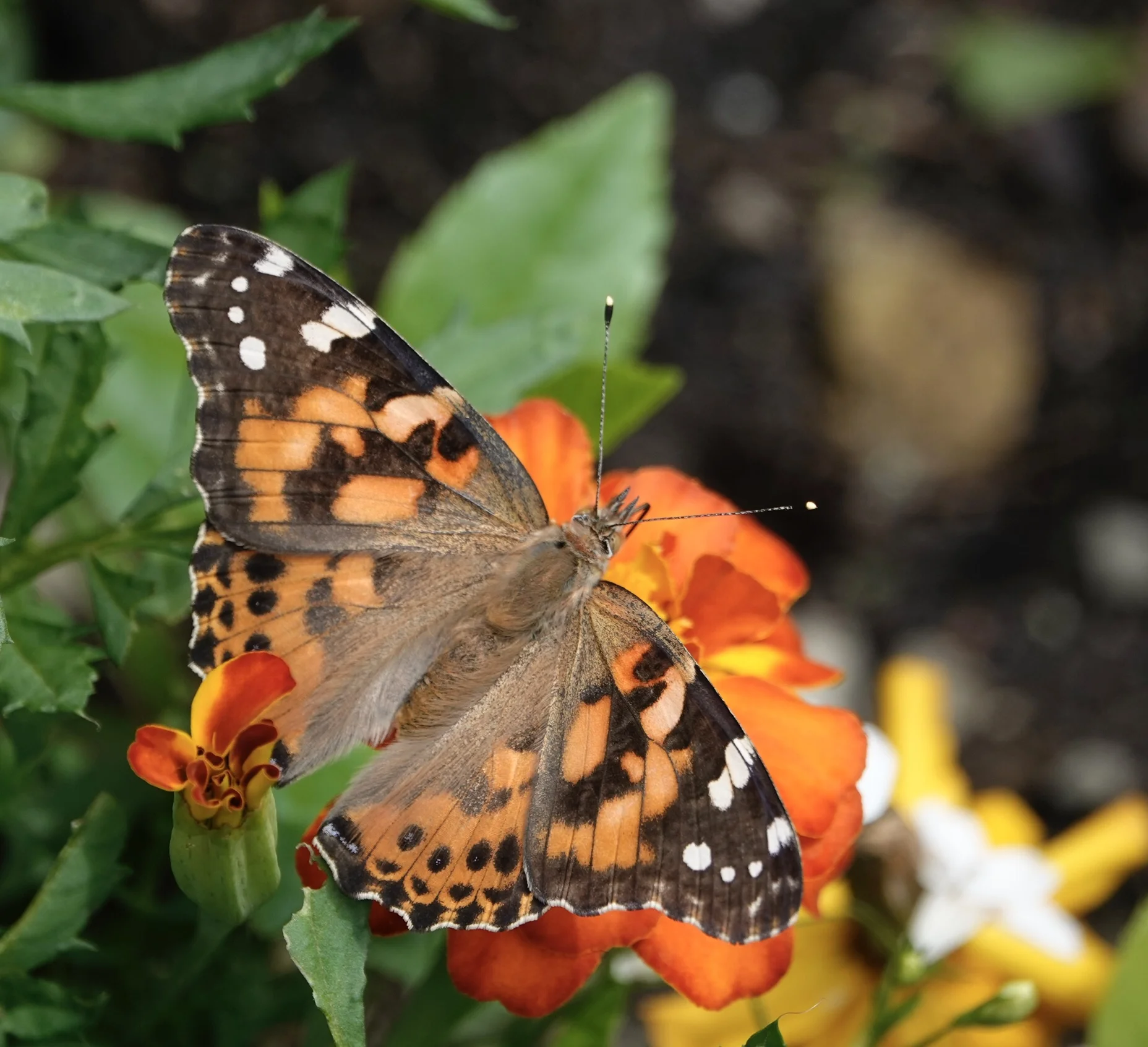 The painted lady varies in abundance from year to year in Minnesota. The more the merrier.