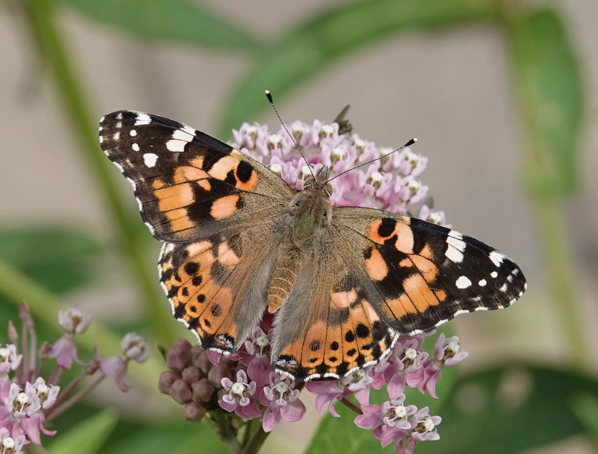 The painted lady varies in abundance from year to year in Minnesota. The more the merrier.