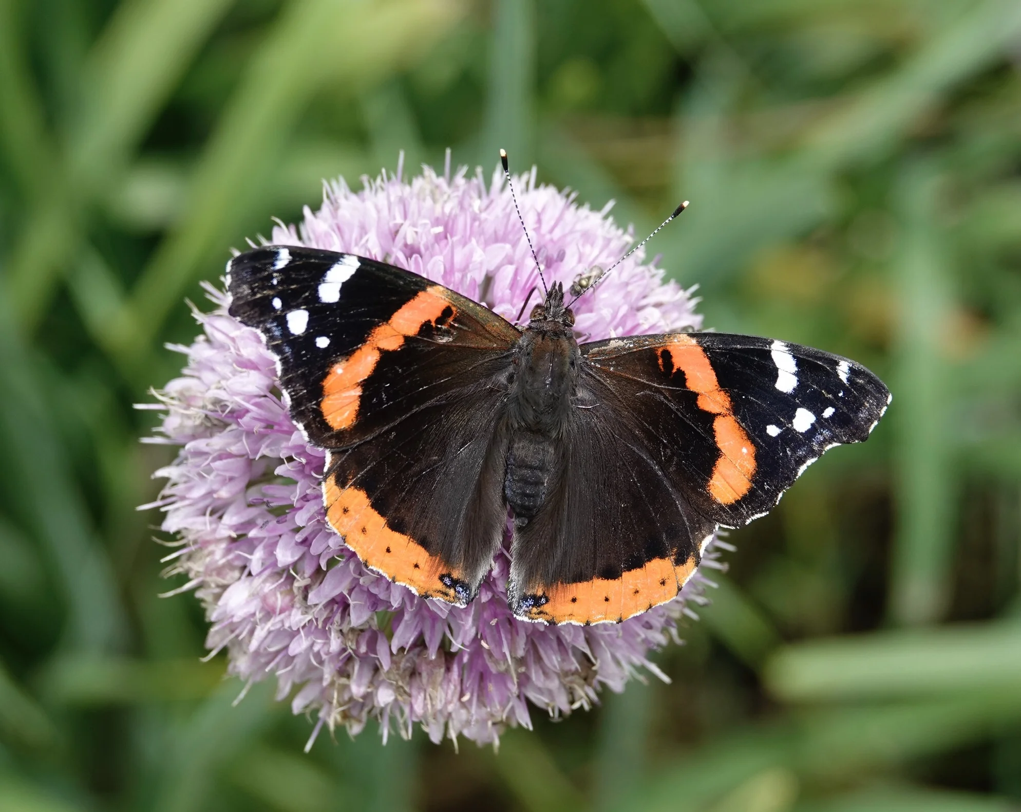 Male red admiral butterflies are said to defend territories in sunny edges and clearings.