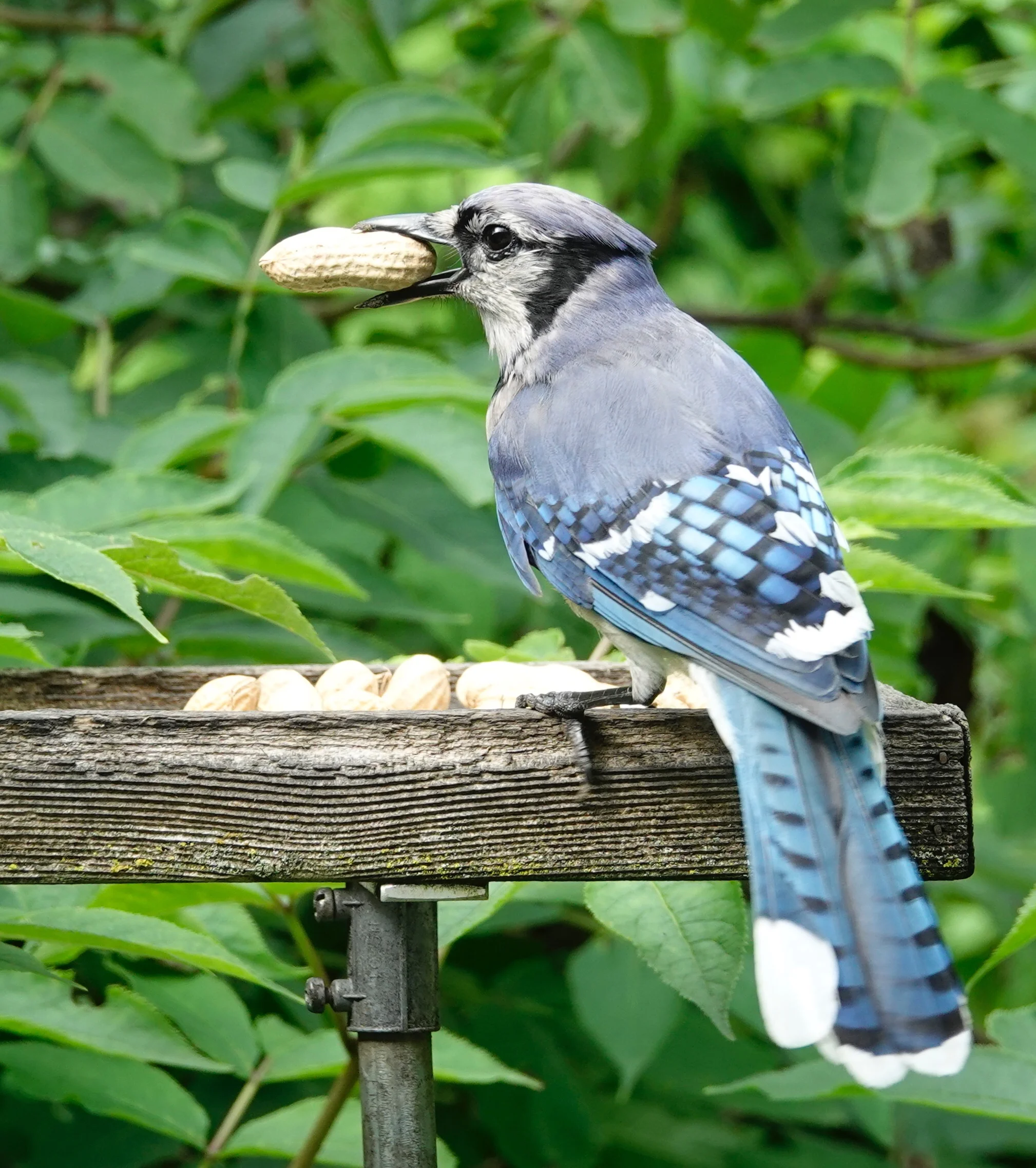 Blue Jays love goober peas.