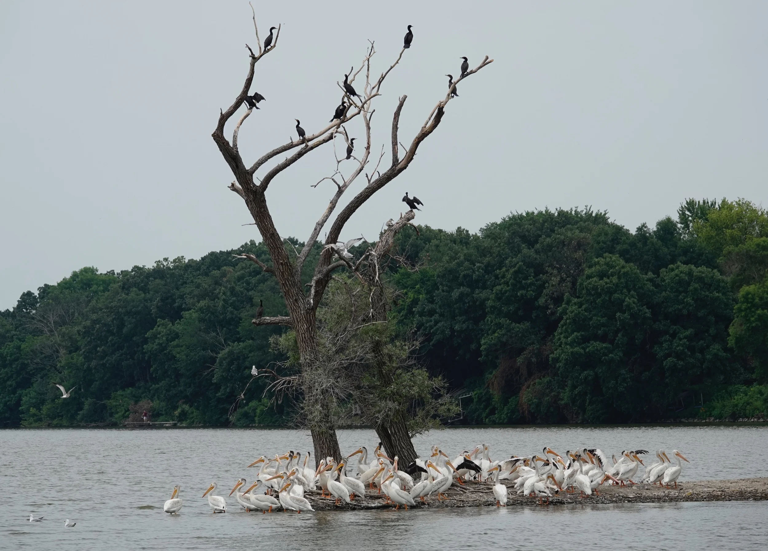 Some of these American White Pelicans have developed black feathers on the back of their heads.
