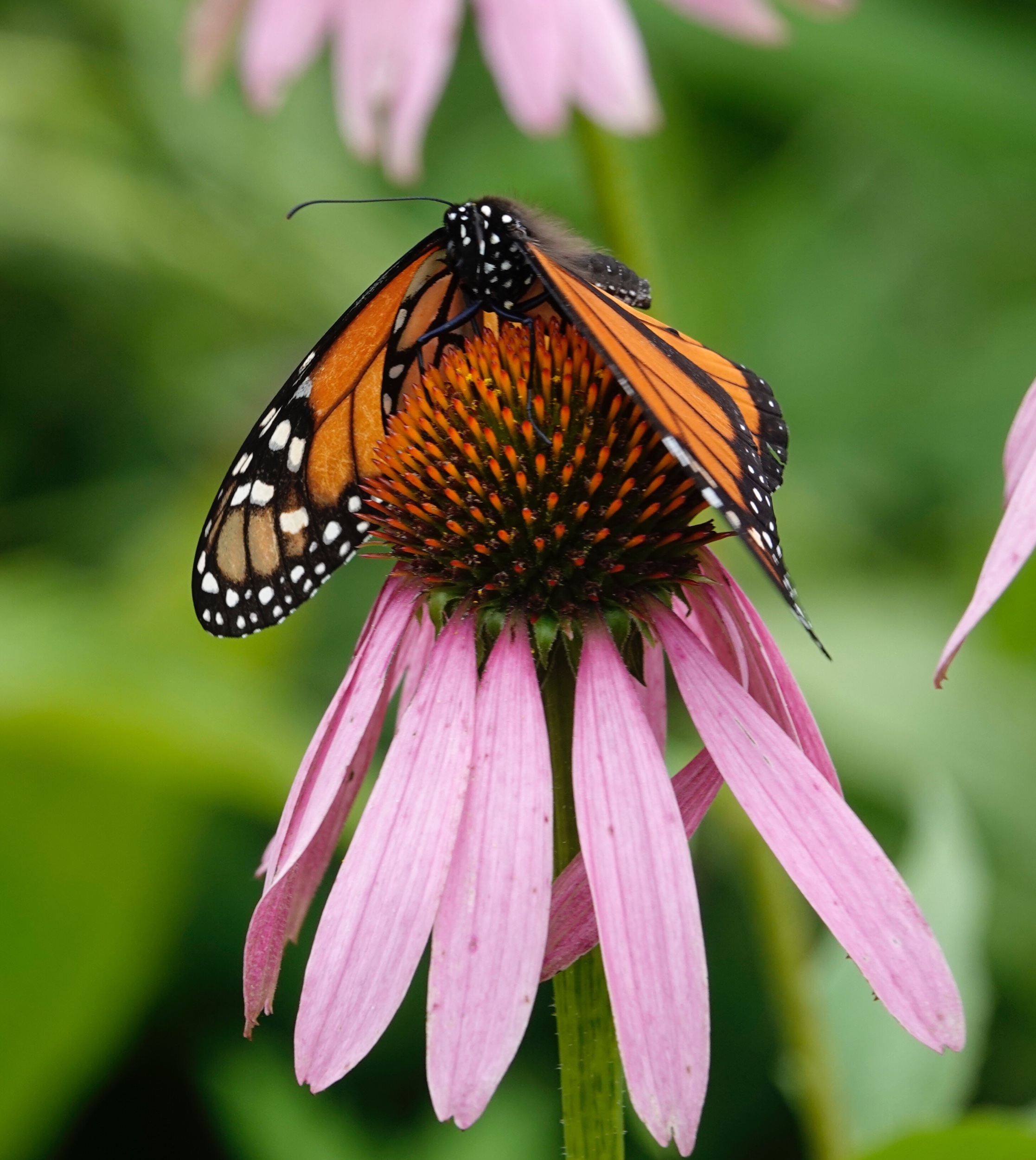 A monarch butterfly hangs on in the wind.