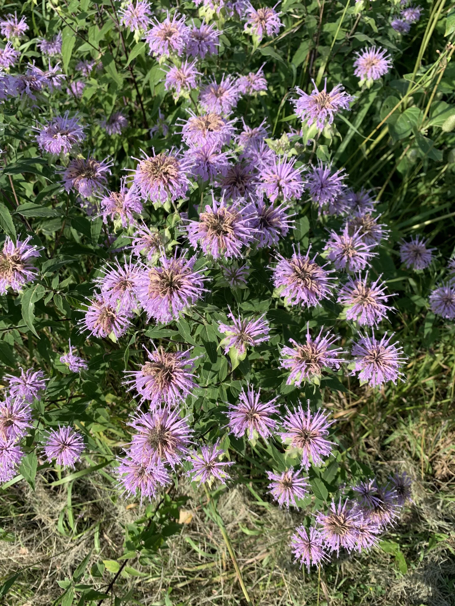 A bouquet of wild bergamot. It smells like Earl Grey tea, but I don’t hold that against it.