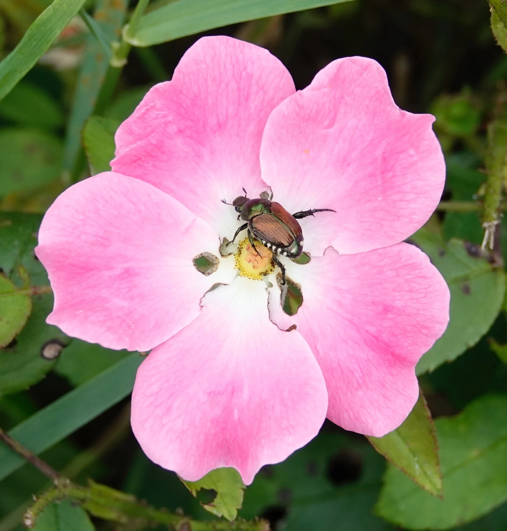 It can be difficult to find a lone Japenese beetle. Al Batt/Albert Lea Tribune