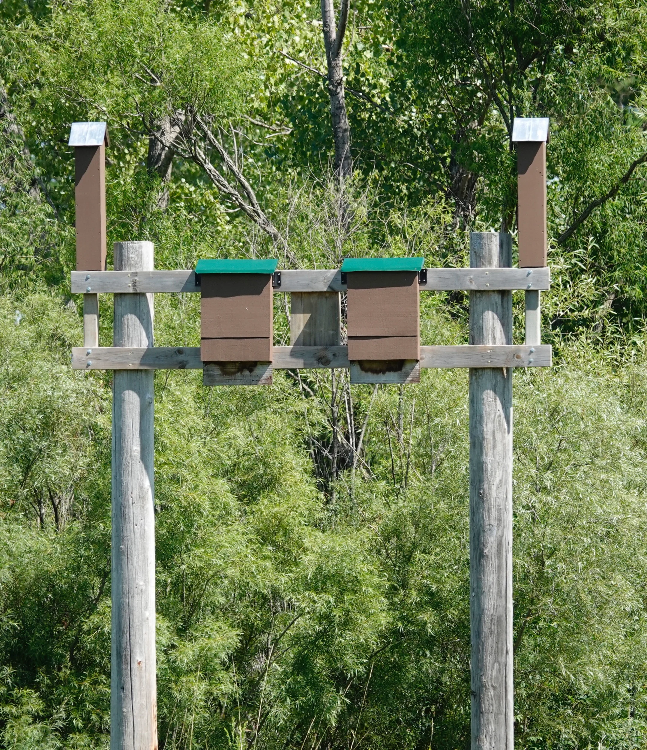 Bat houses at the Hormel Nature Center in Austin, Minnesota.