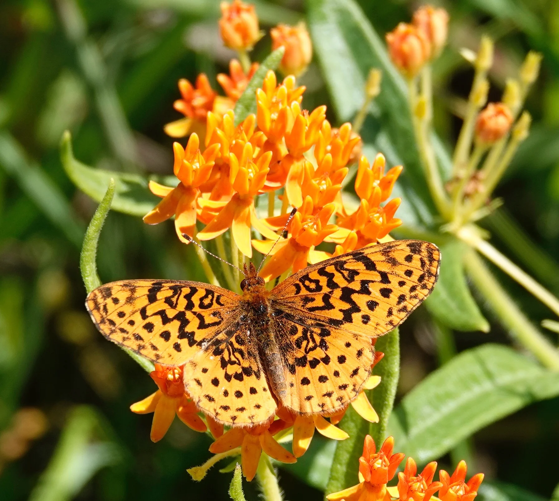A meadow fritillary on butterfly weed.