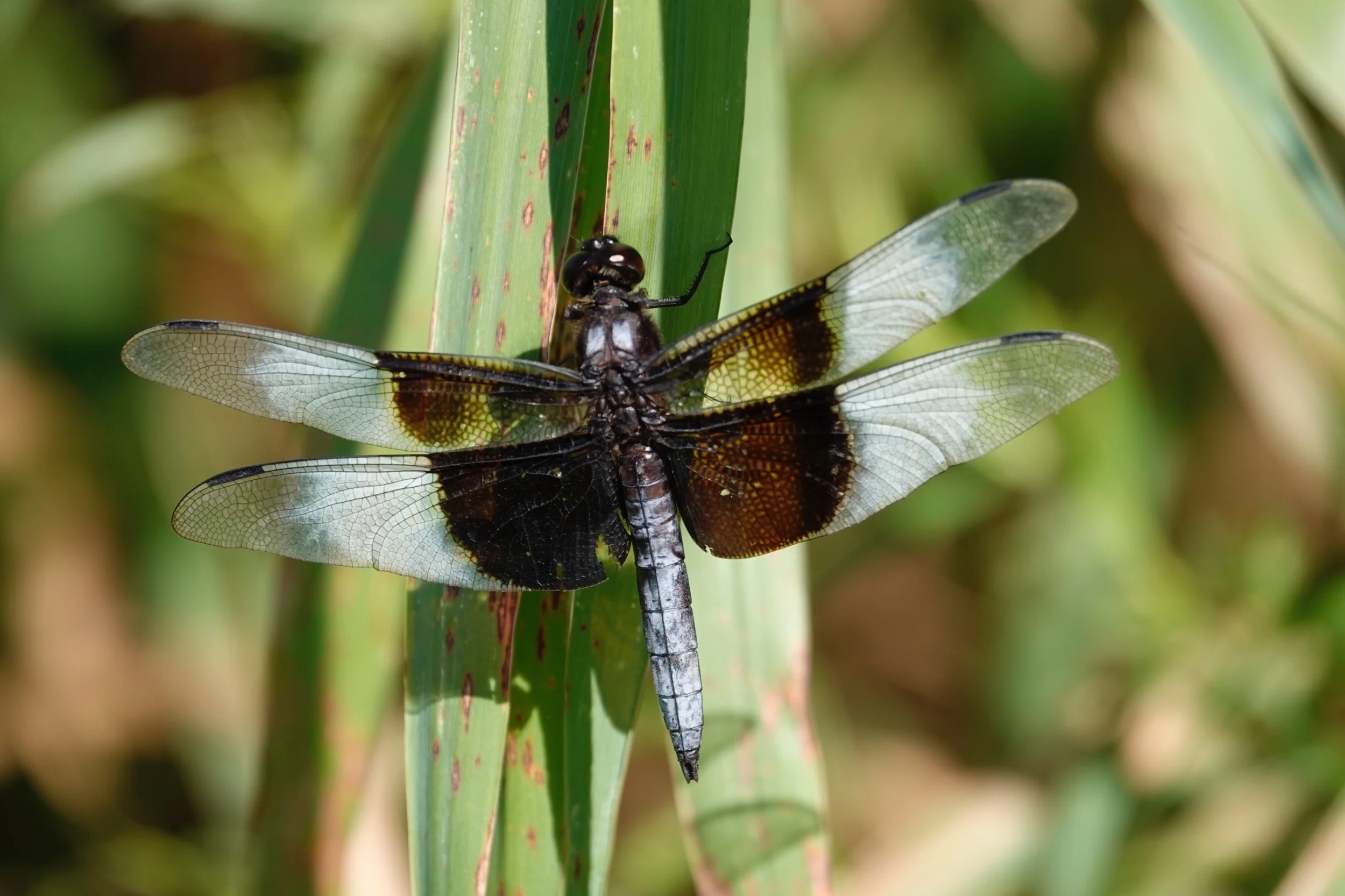 The species name of the Widow Skimmer dragonfly means sorrowful as its wings seem to be draped in mourning crepe.