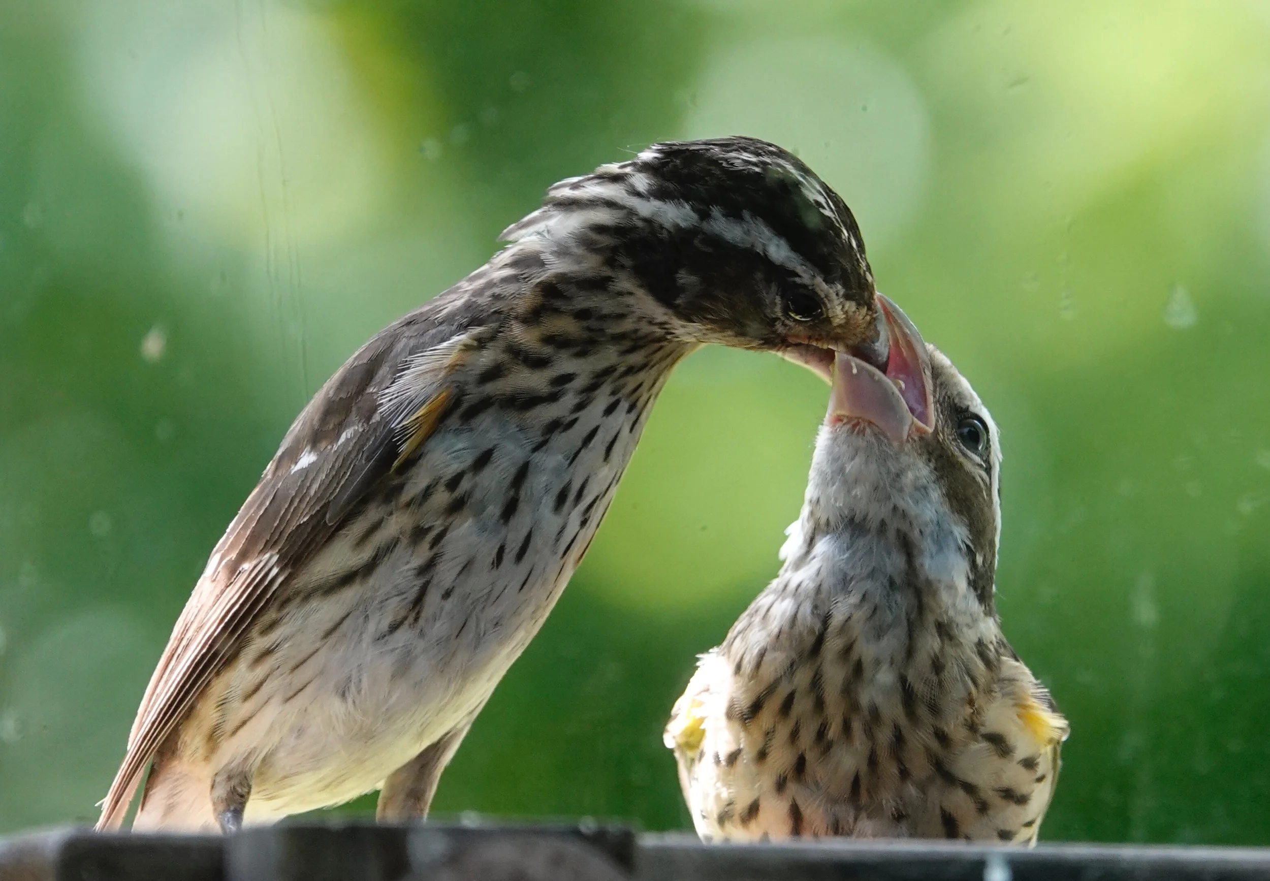 A mother Rose-breasted Grosbeak feeds her fledgling.