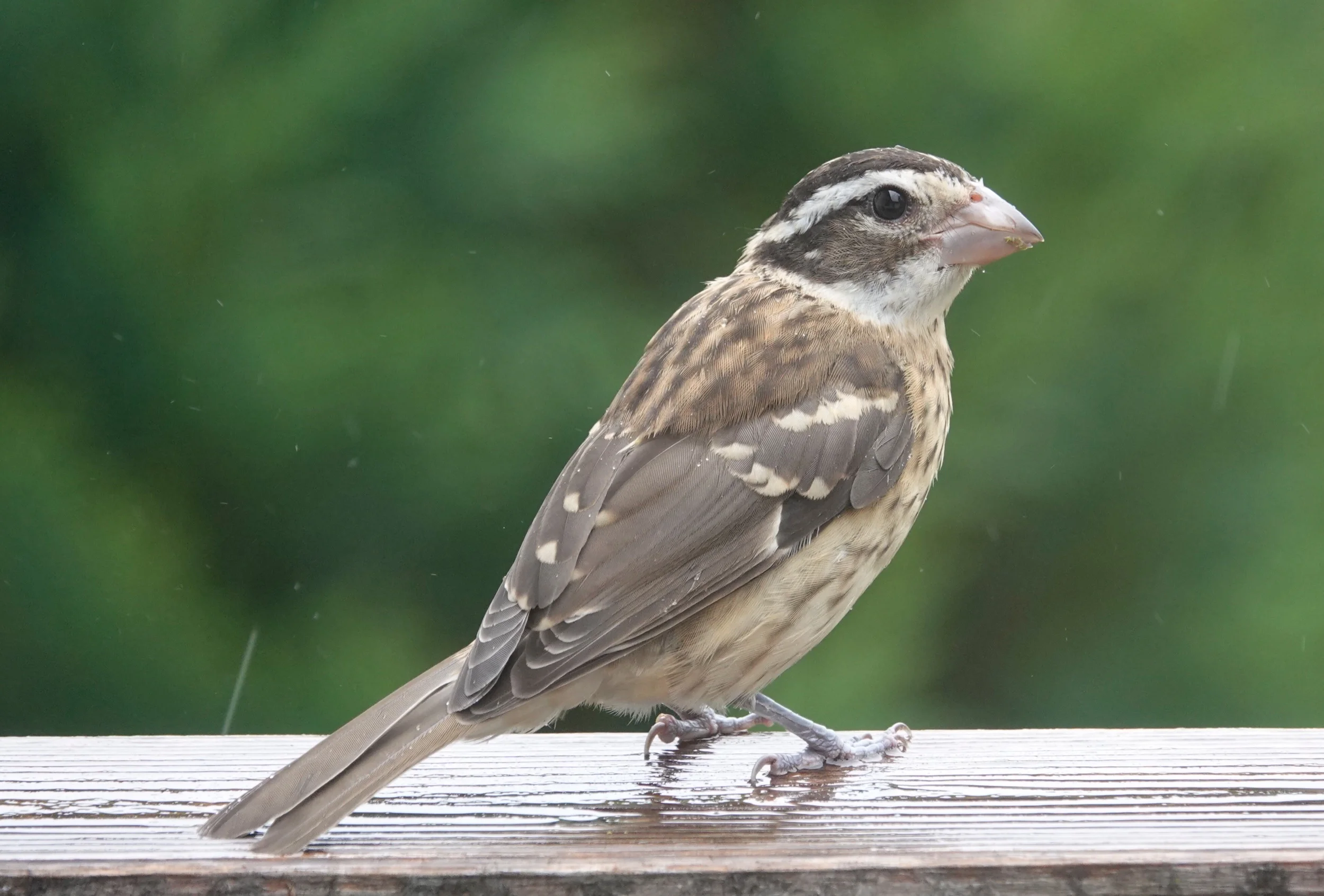 One of my favorites, a Rose-breasted Grosbeak
