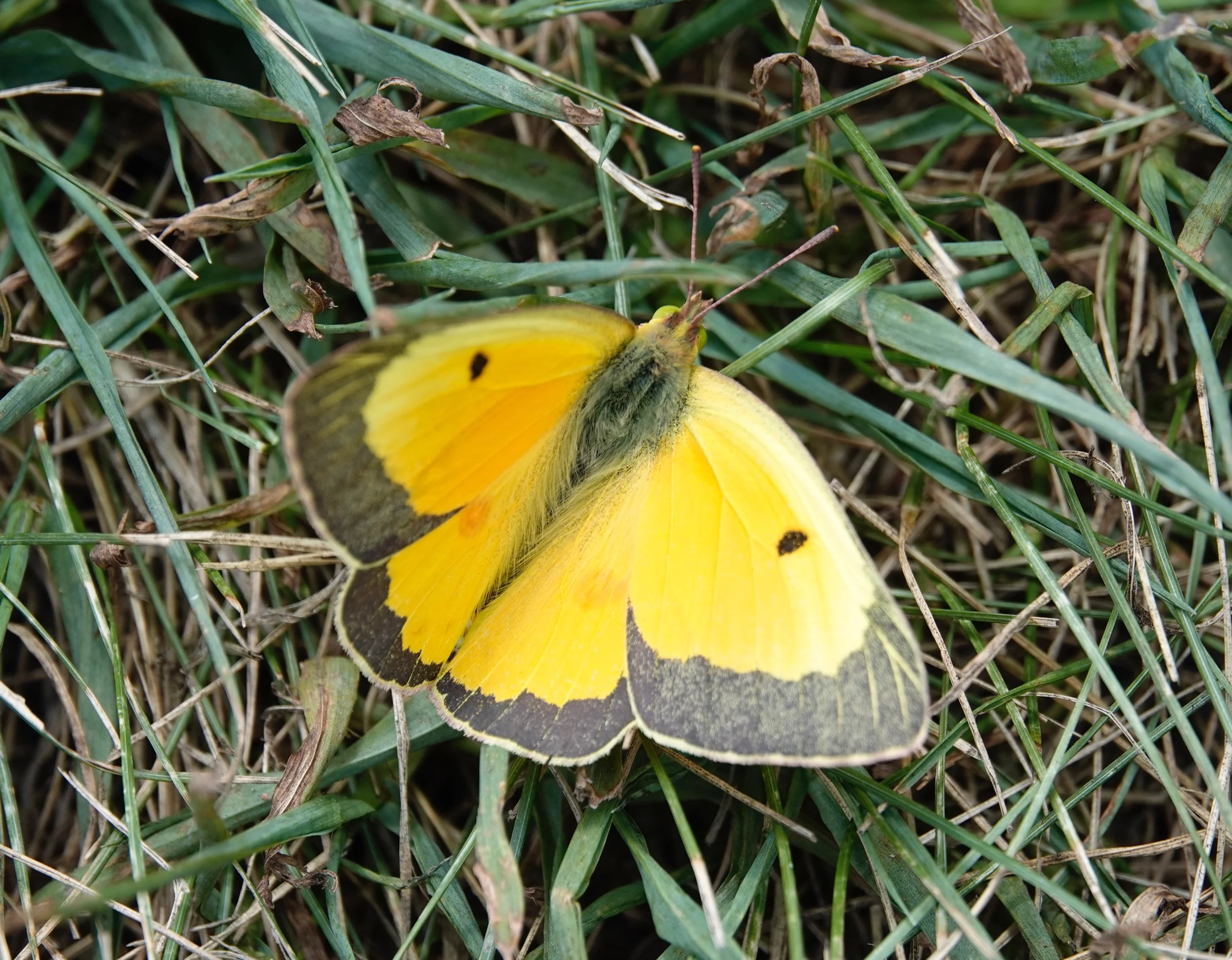 Clouded Sulphur.