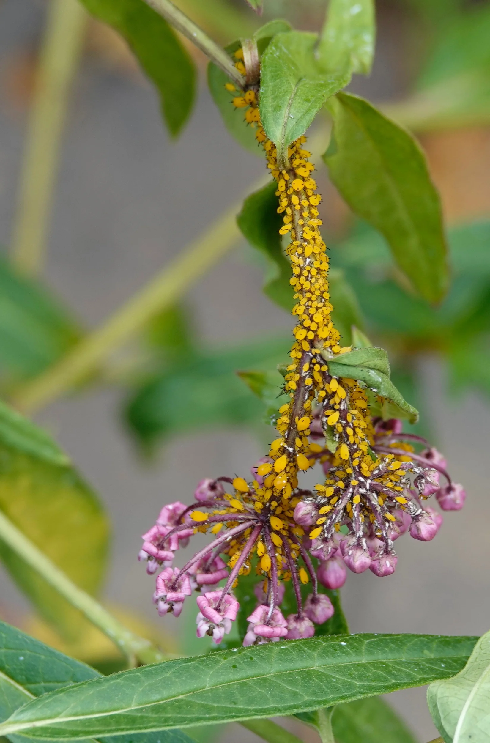 Oleander Aphids on Swamp Milkweed.