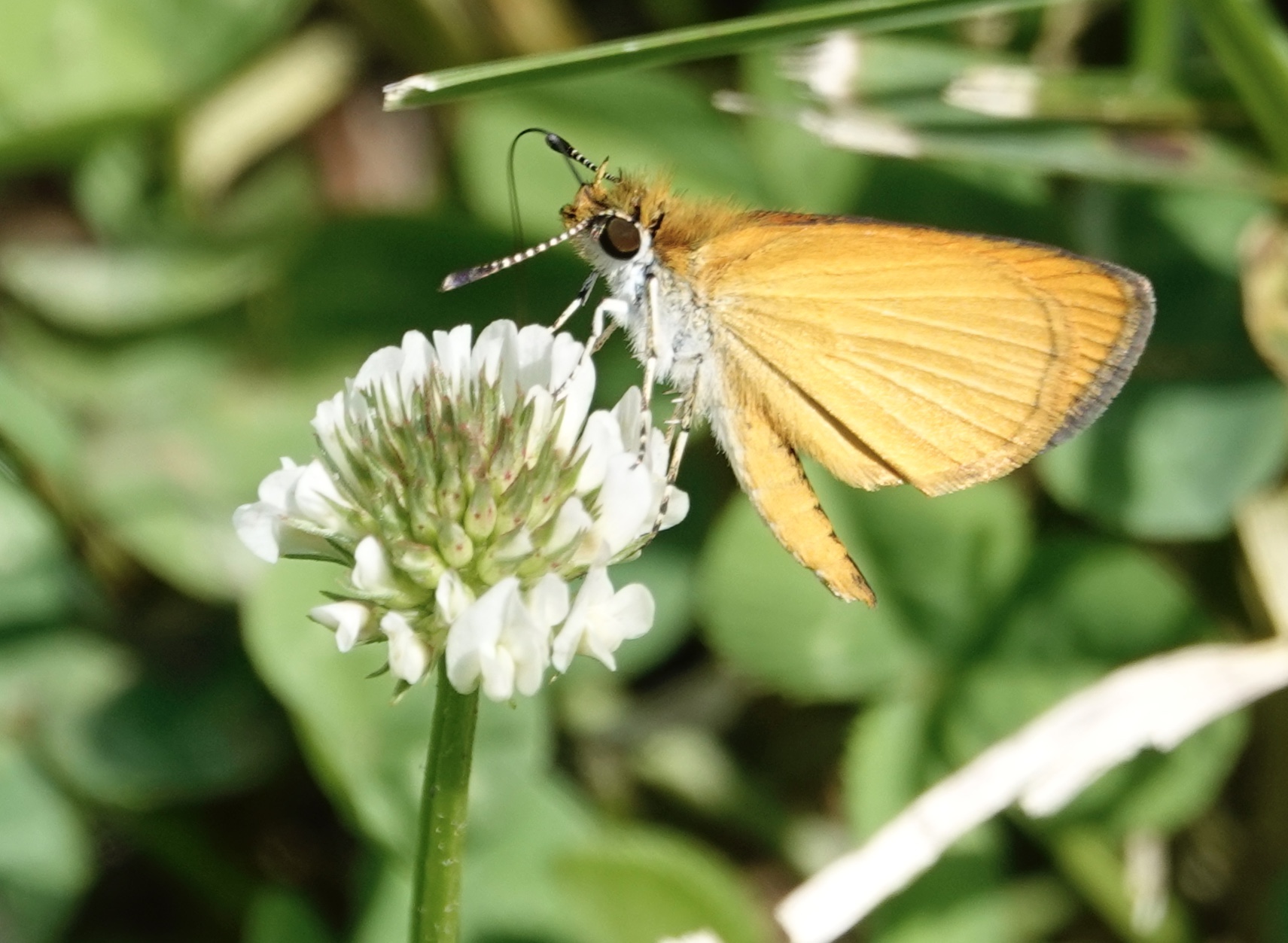 European Skipper on a small Dutch (white) Clover.