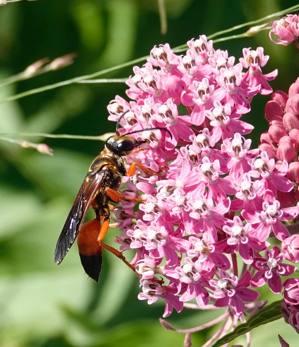The great golden digger wasp preys upon grasshoppers, crickets and katydids. Al Batt/Albert Lea Tribune