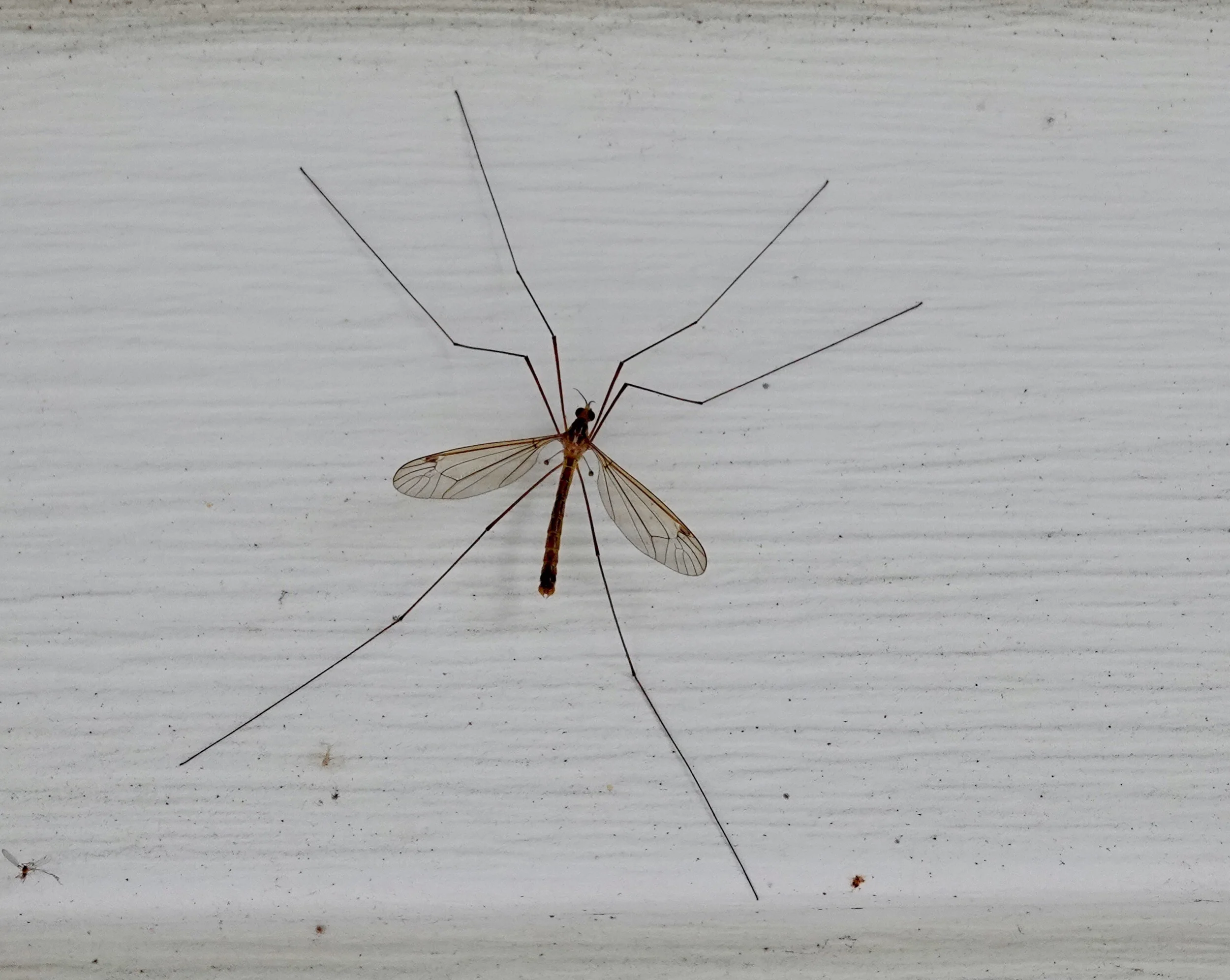 It may look like a giant mosquito, but the crane fly doesn’t bite. Al Batt/Albert Lea Tribune