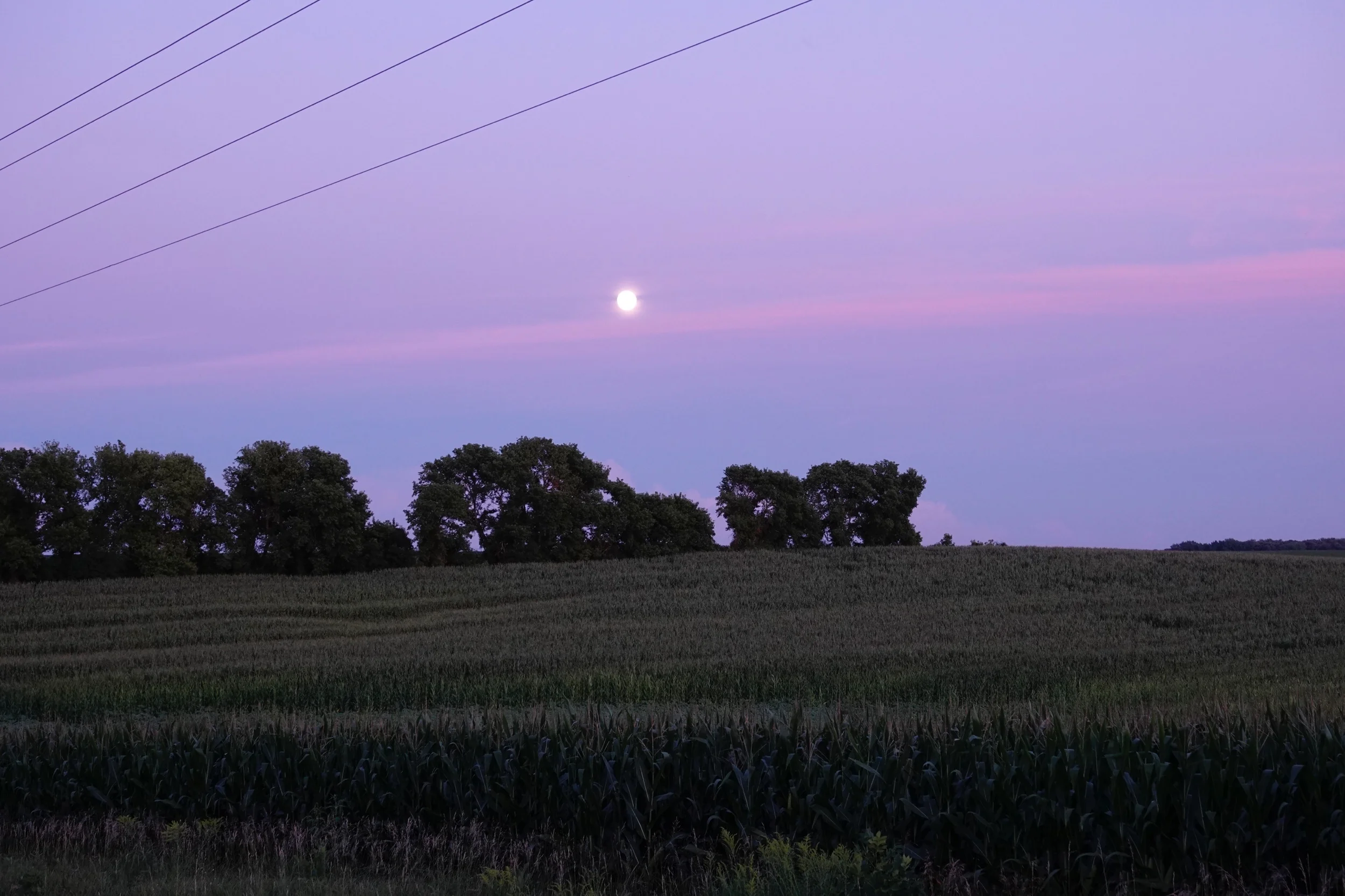The moon causing waves over a cornfield.