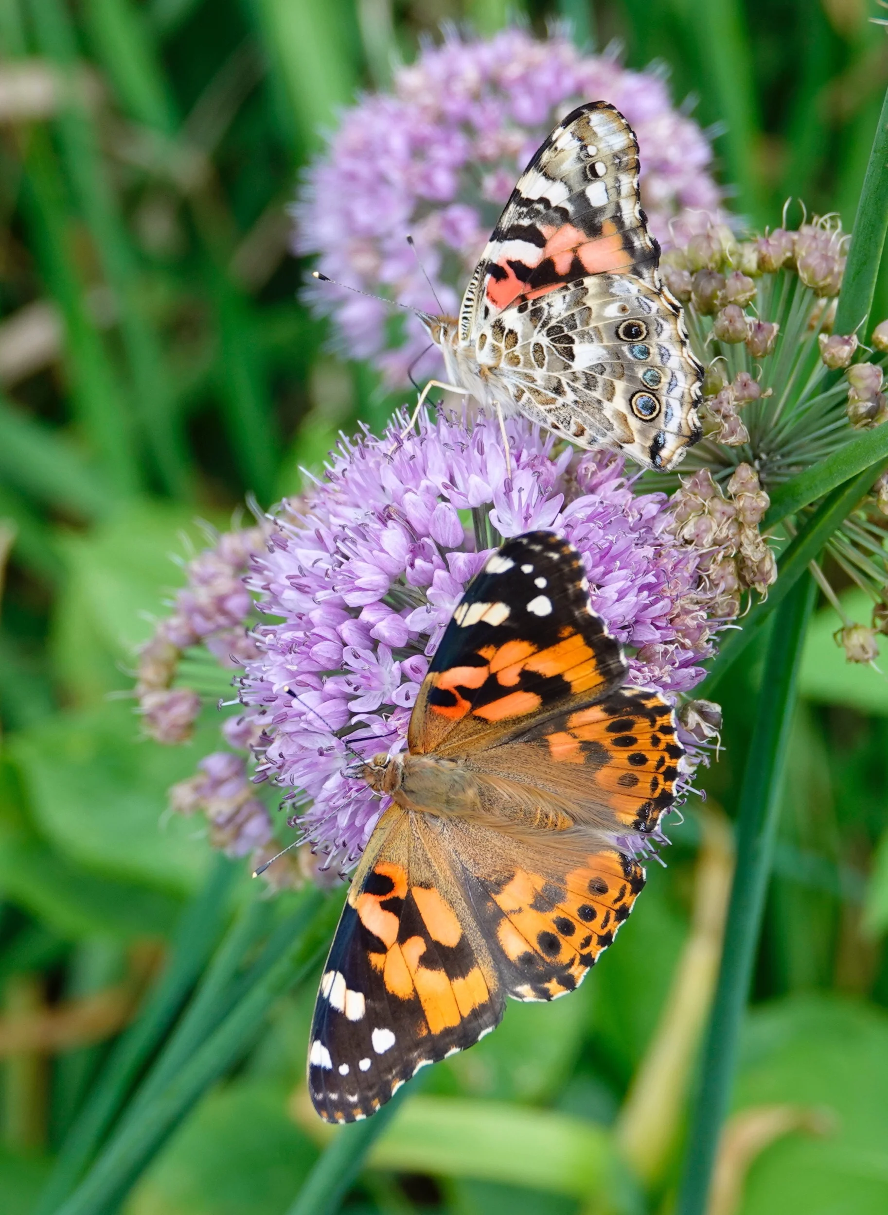 A pair of painted ladies.