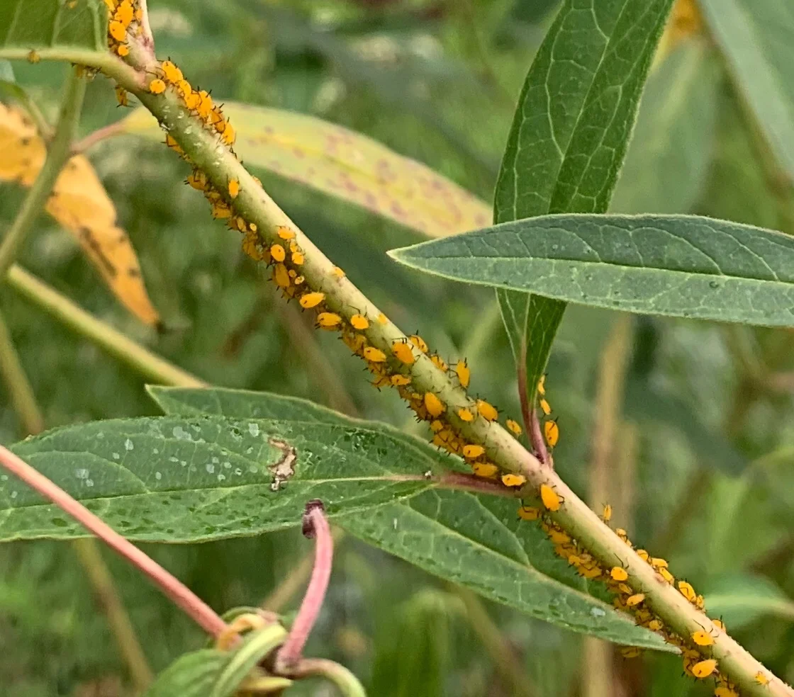 Oleander aphids on swamp milkweed.