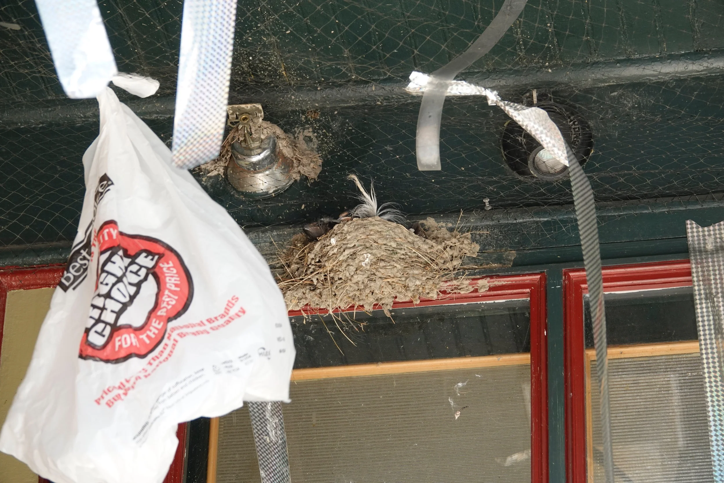 Despite a friend’s attempt to discourage nesting, the barn swallows persevered.