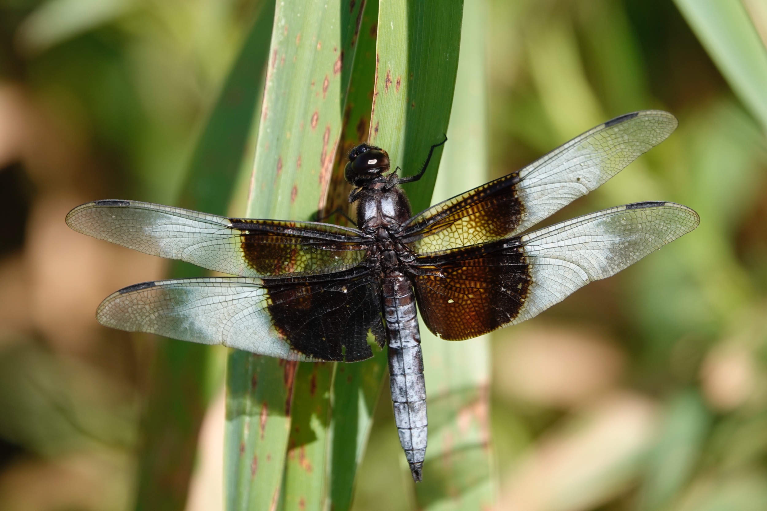The species name of the widow skimmer dragonfly means sorrowful as its wings seem to be draped in mourning crepe. Photo by Al Batt