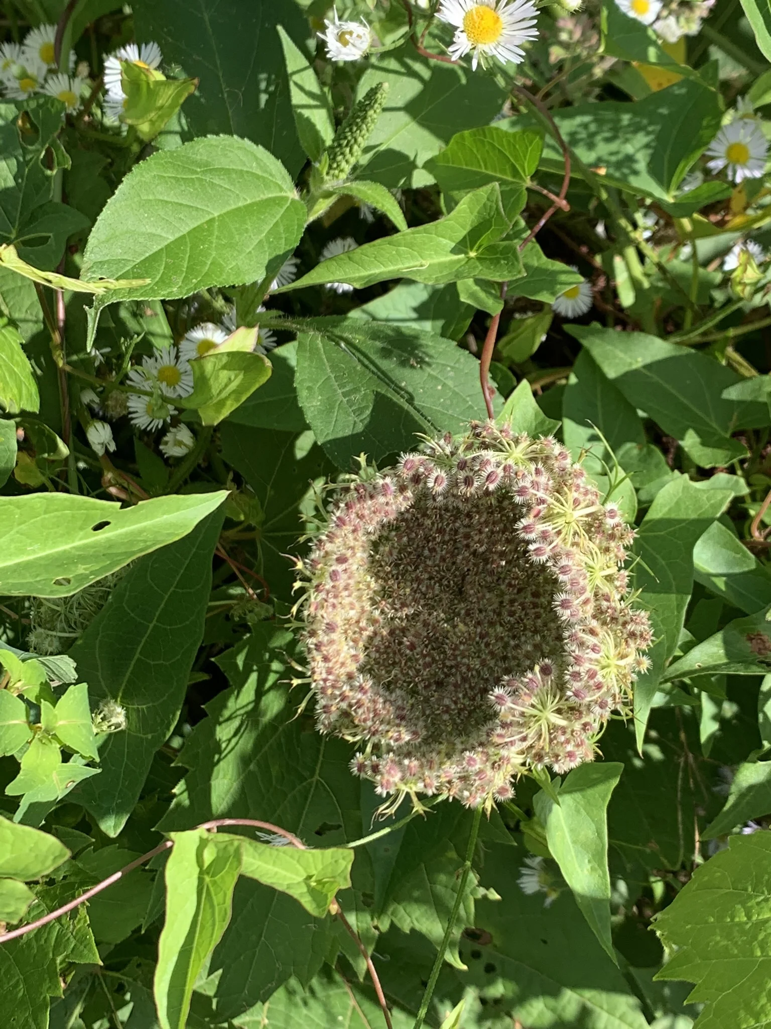 It may look like a bird’s nest, but it’s Queen Anne’s Lace. Hal Borland wrote that the name pays tribute to the flat-topped heads of florets, dainty as fine lace and pretty enough to deck a queen.