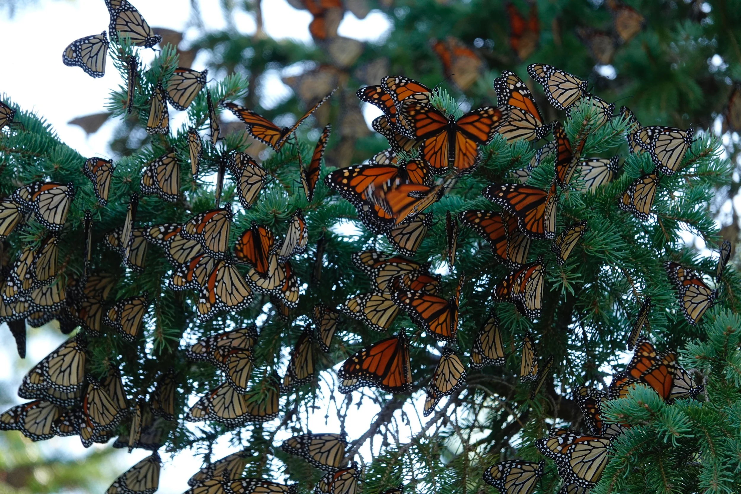I feel blessed to see a roost of monarch butterflies.