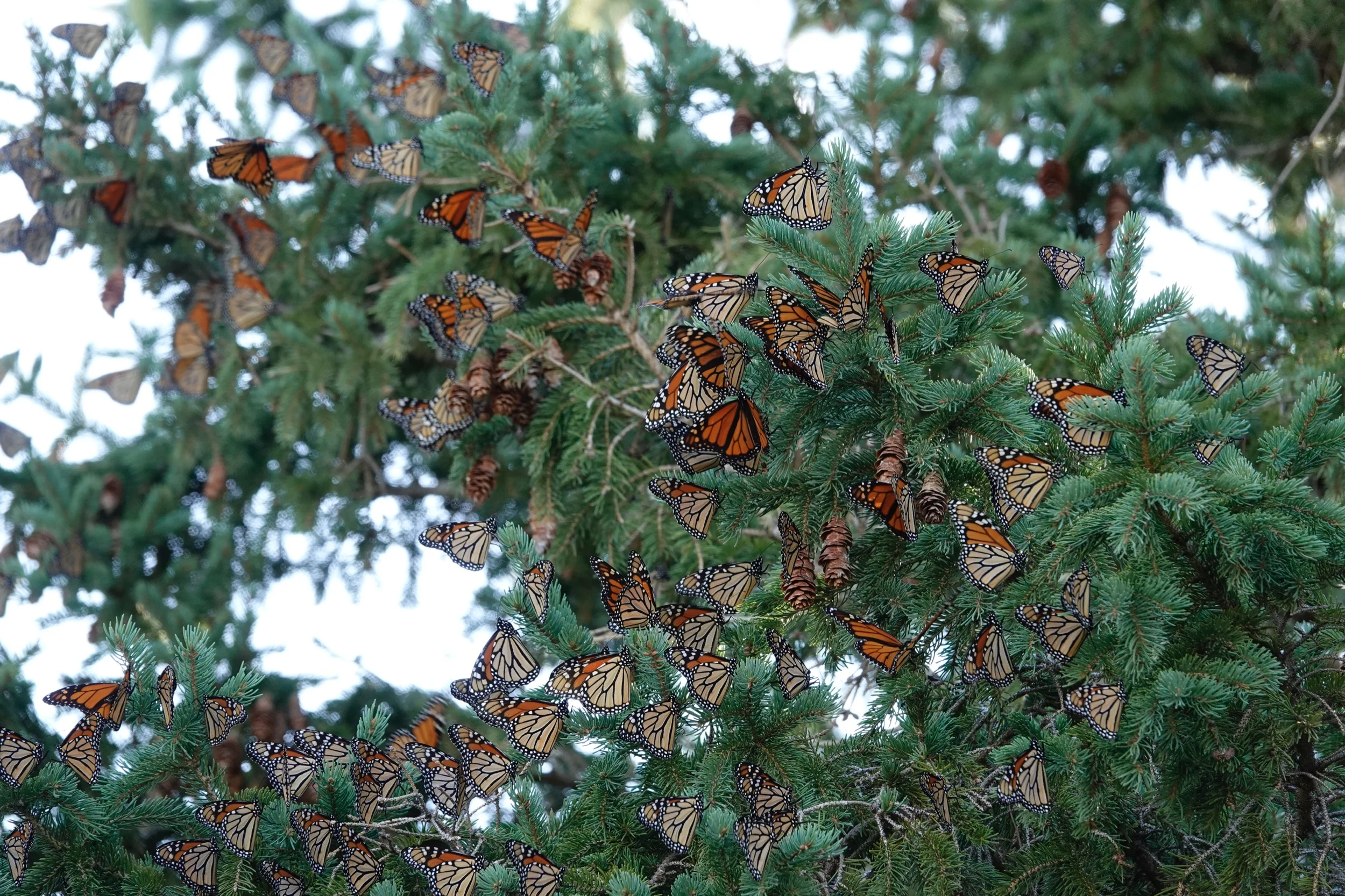 "No garden truly blooms until butterflies have danced upon it." — Kristen D’Angelo