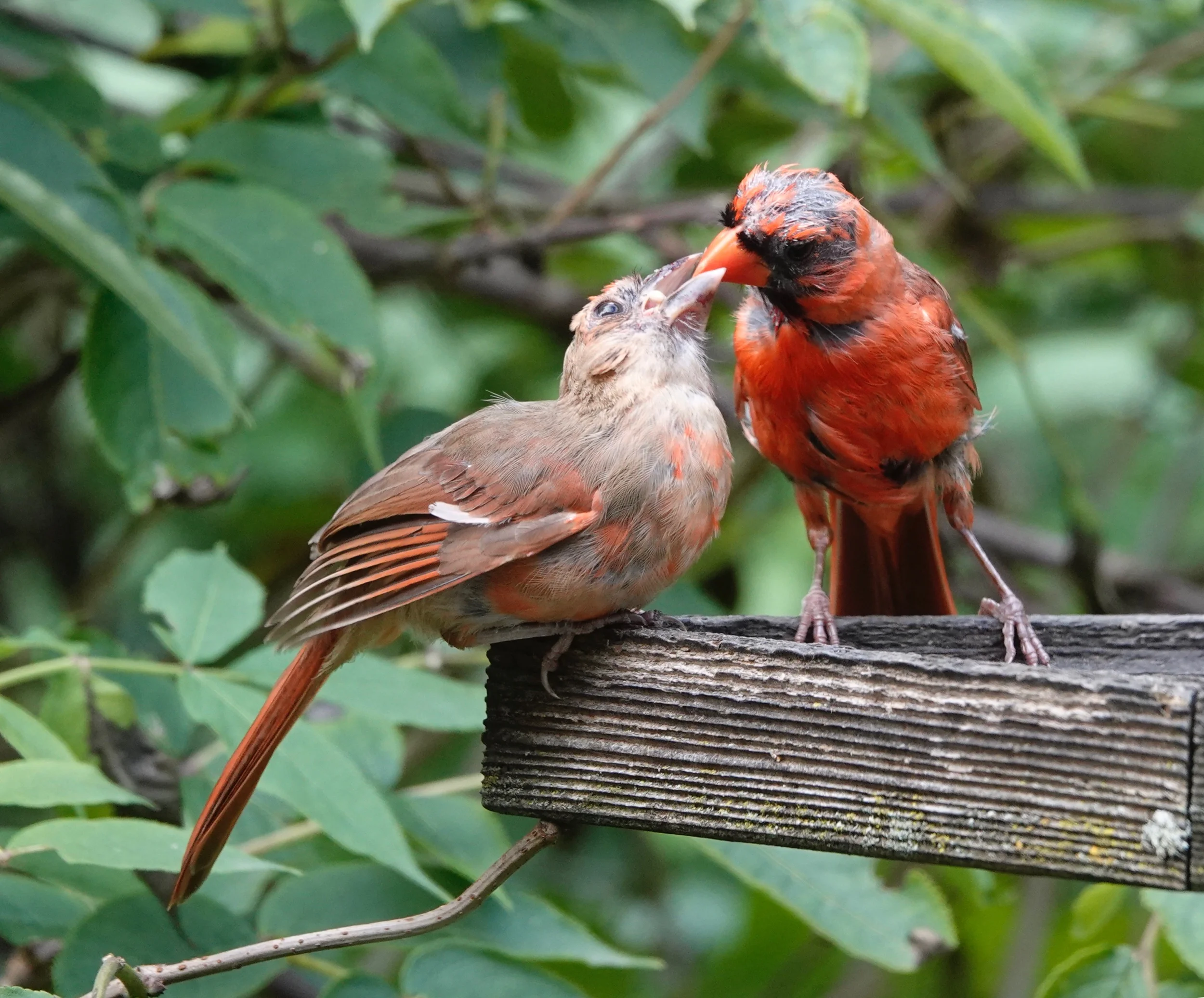 AL BATT/BLUFF COUNTRY READER An adult northern cardinal has a red-orange bill. A juvenile has a gray to black bill.
