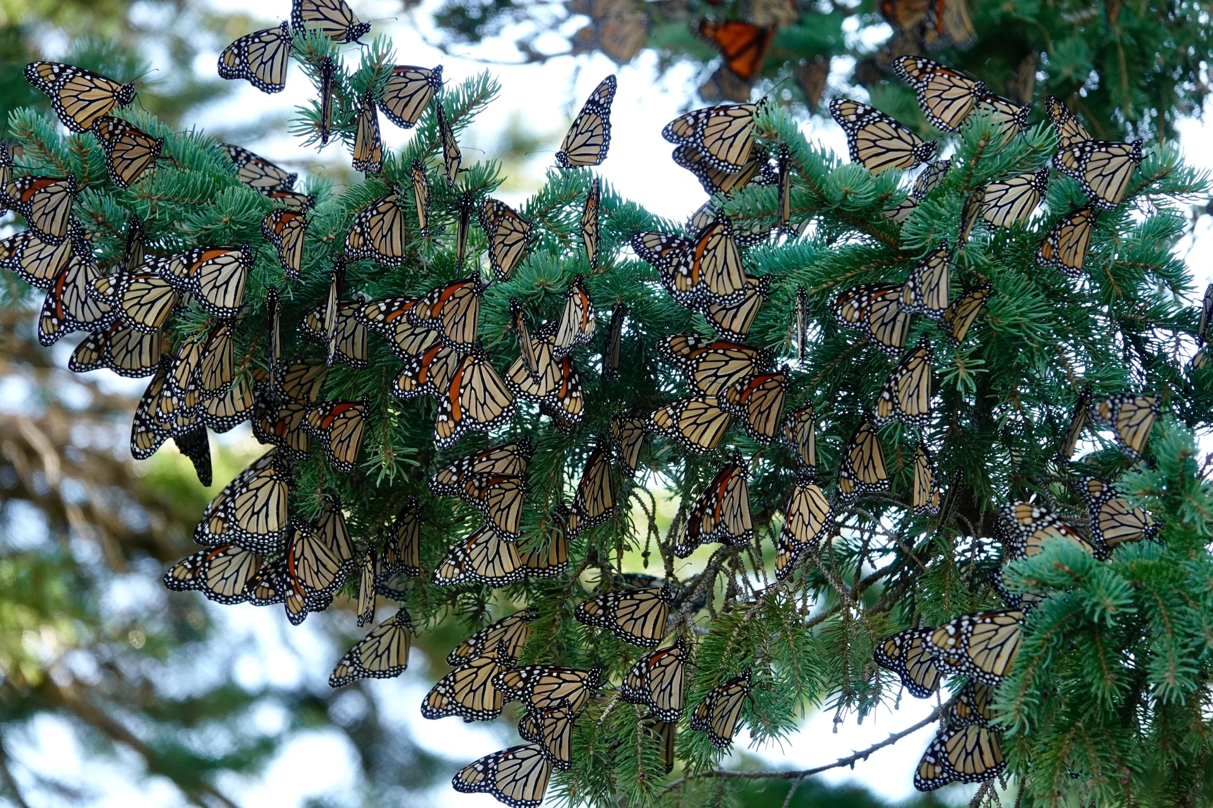 AL BATT/BLUFF COUNTRY READER A tip of the hat to Dustin Demmer for pointing out this monarch butterfly roost.