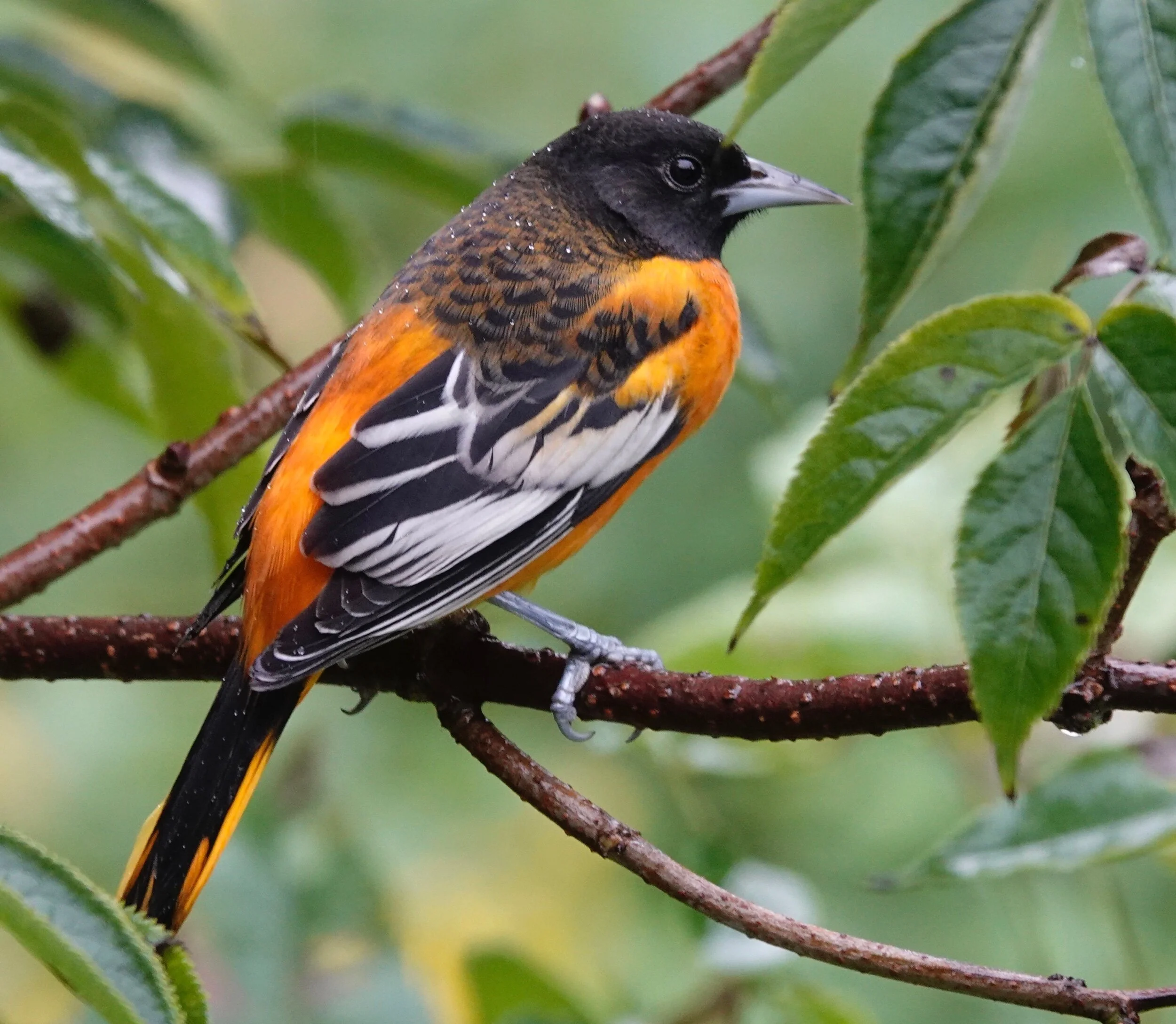 I enjoy the ephemeral company of Baltimore Orioles.