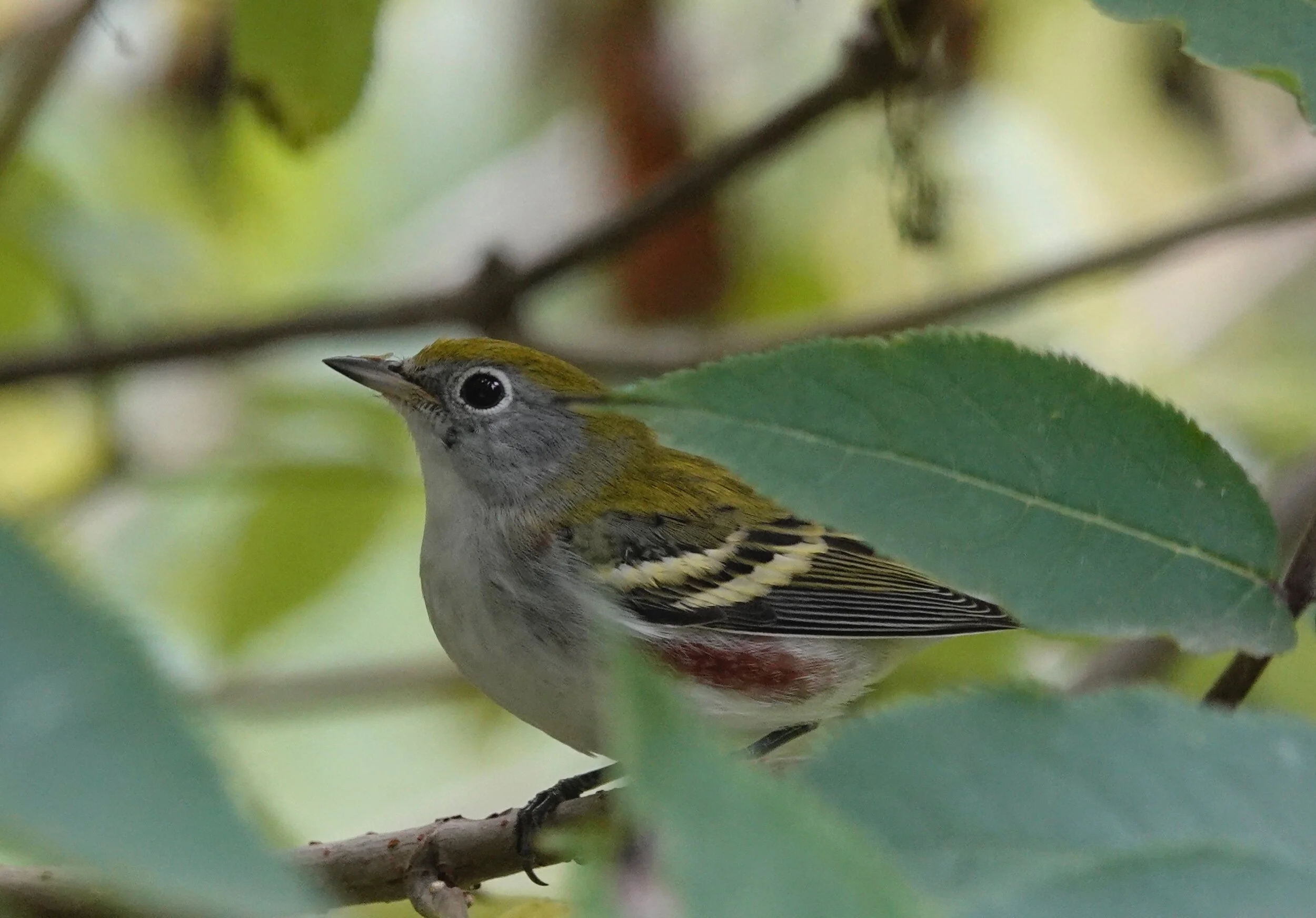 Have you ever had the feeling you’re being watched by a Chestnut-sided Warbler? I have.