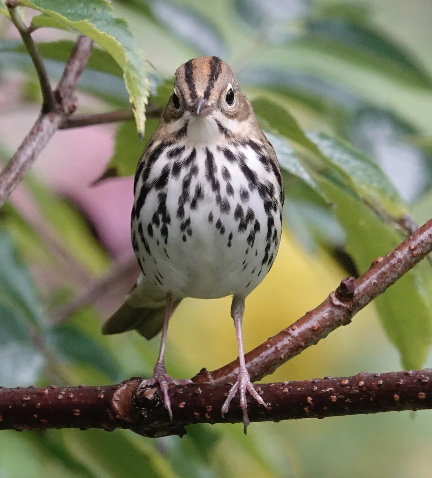 The Ovenbird’s nest resembles a Dutch oven.