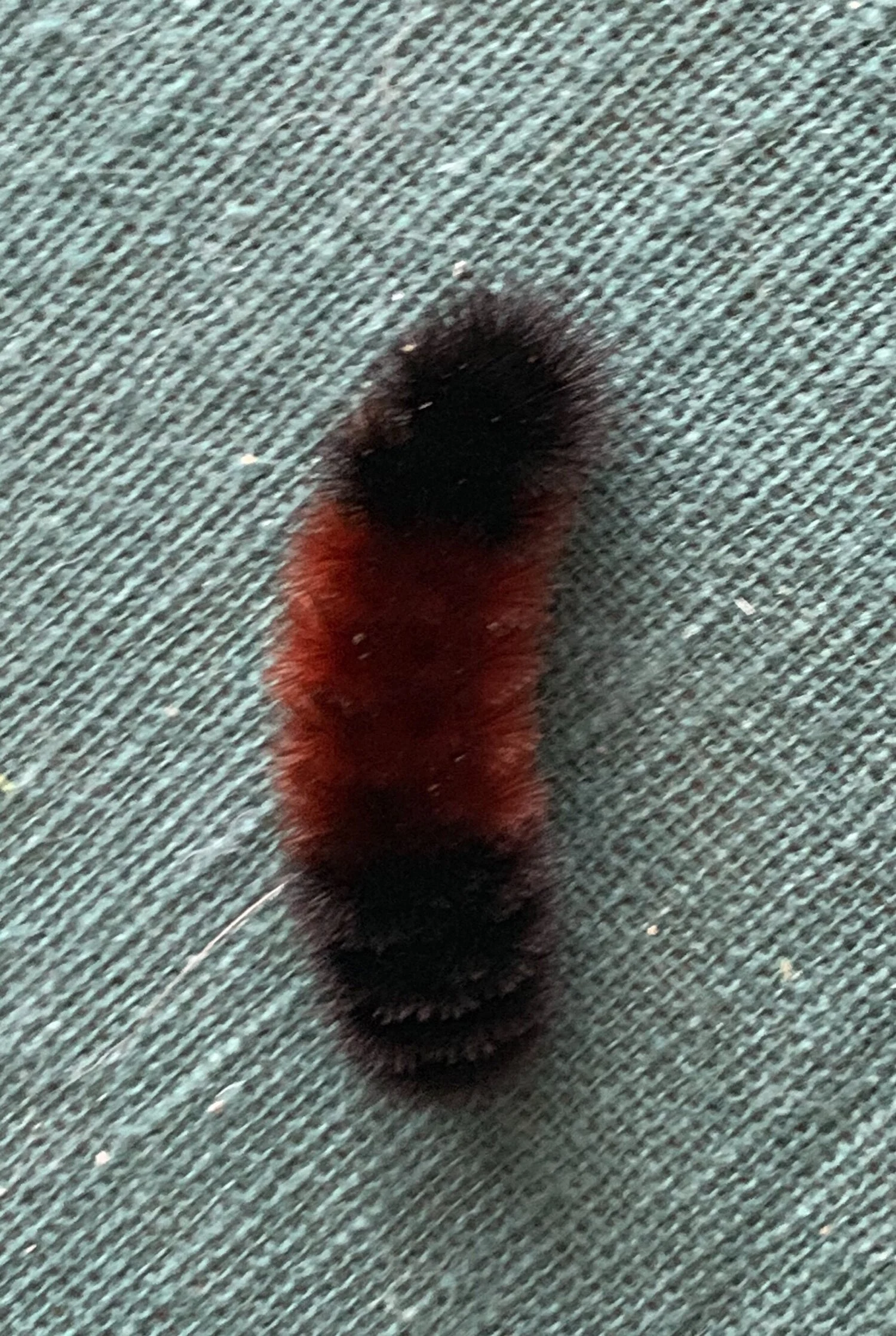 Folklore says a woolly bear caterpillar’s brown band foreshadows winter— narrow means nasty and wide indicates a mild season.