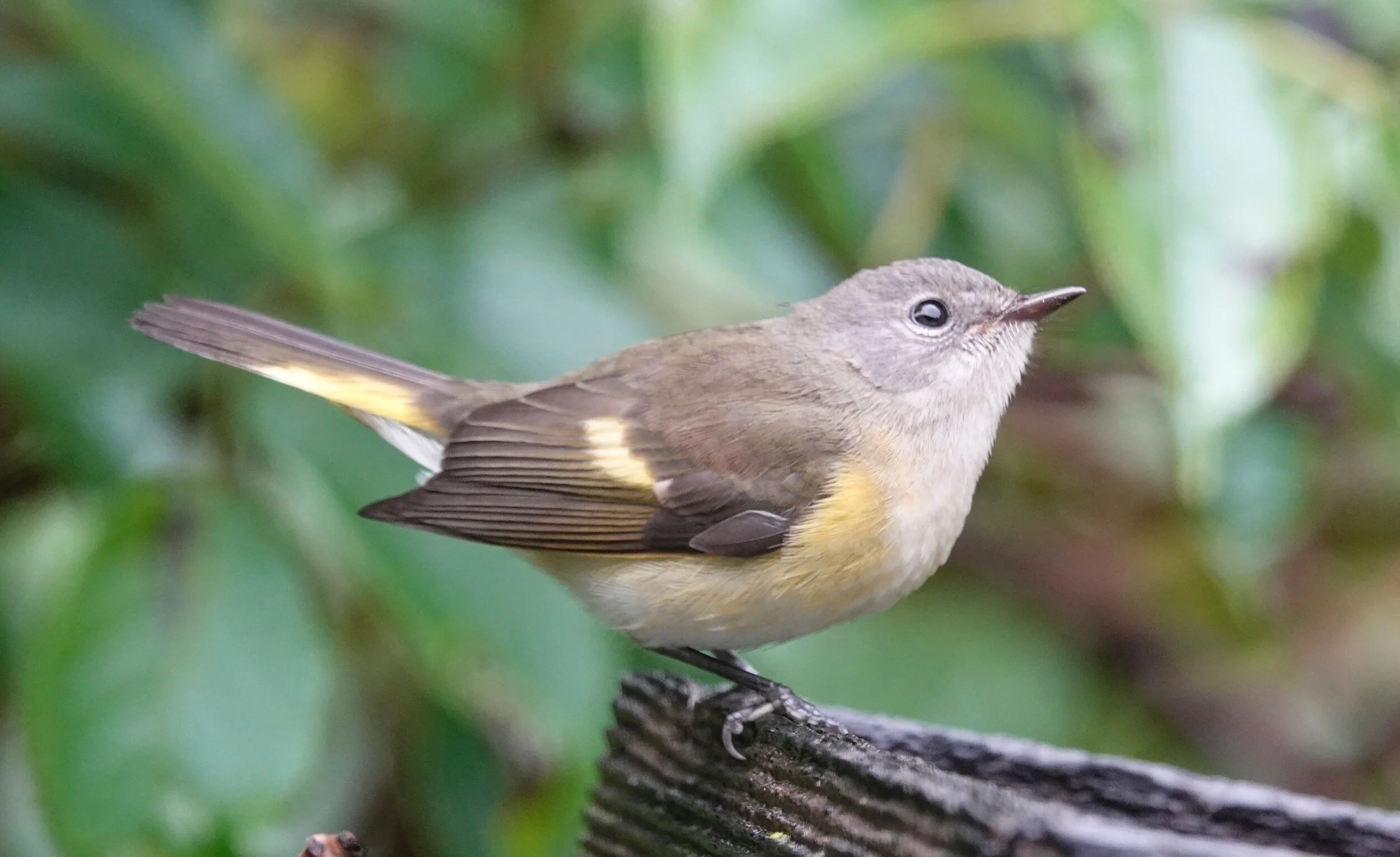 An American Redstart, the yellowstart version.