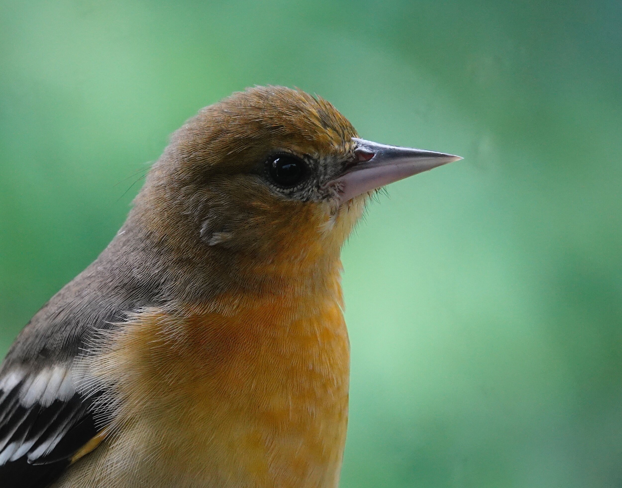 If my yard were a coop, the Baltimore Orioles have flown it. They are good guests that don’t stay long enough.