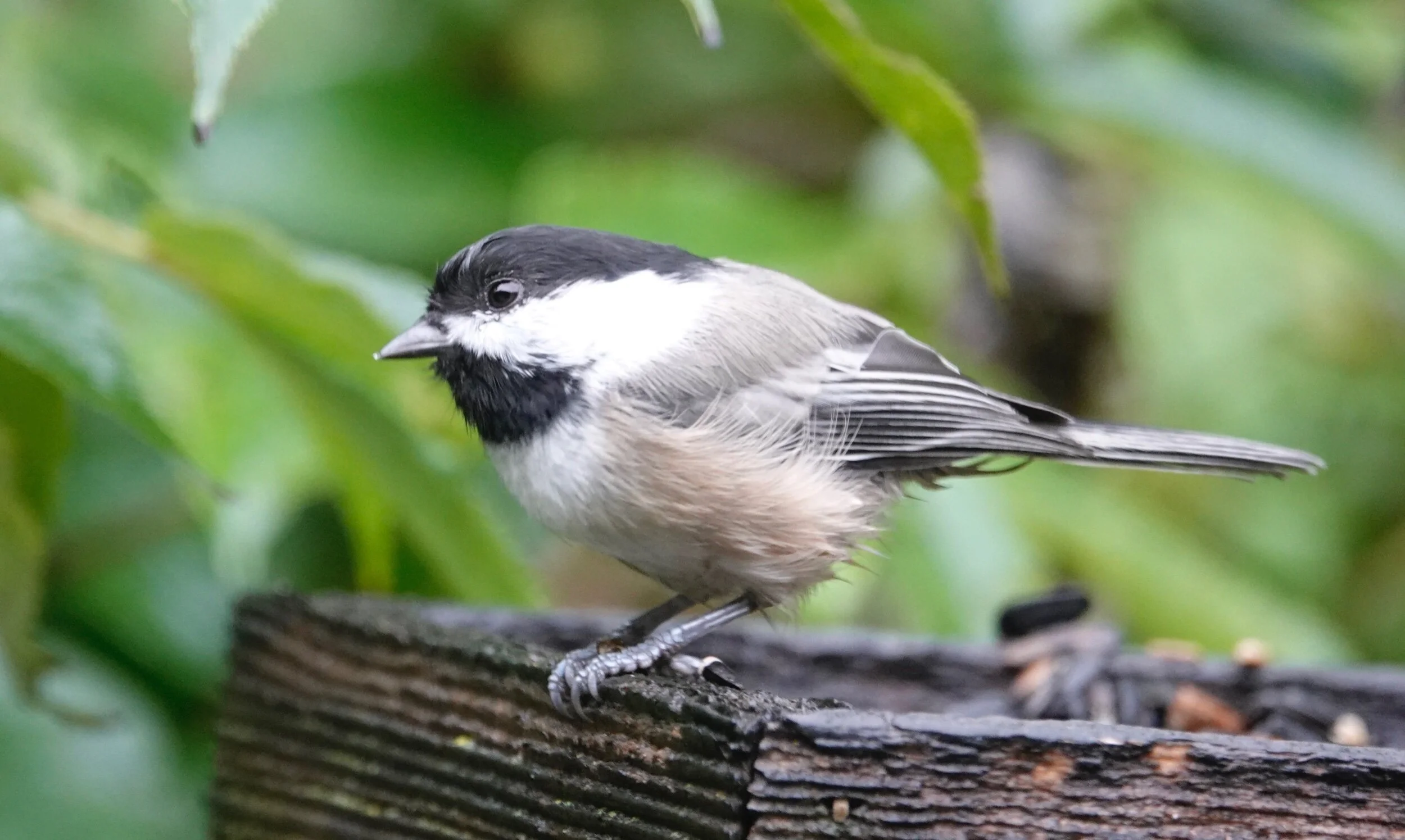 It’s another rainy day chickadee.